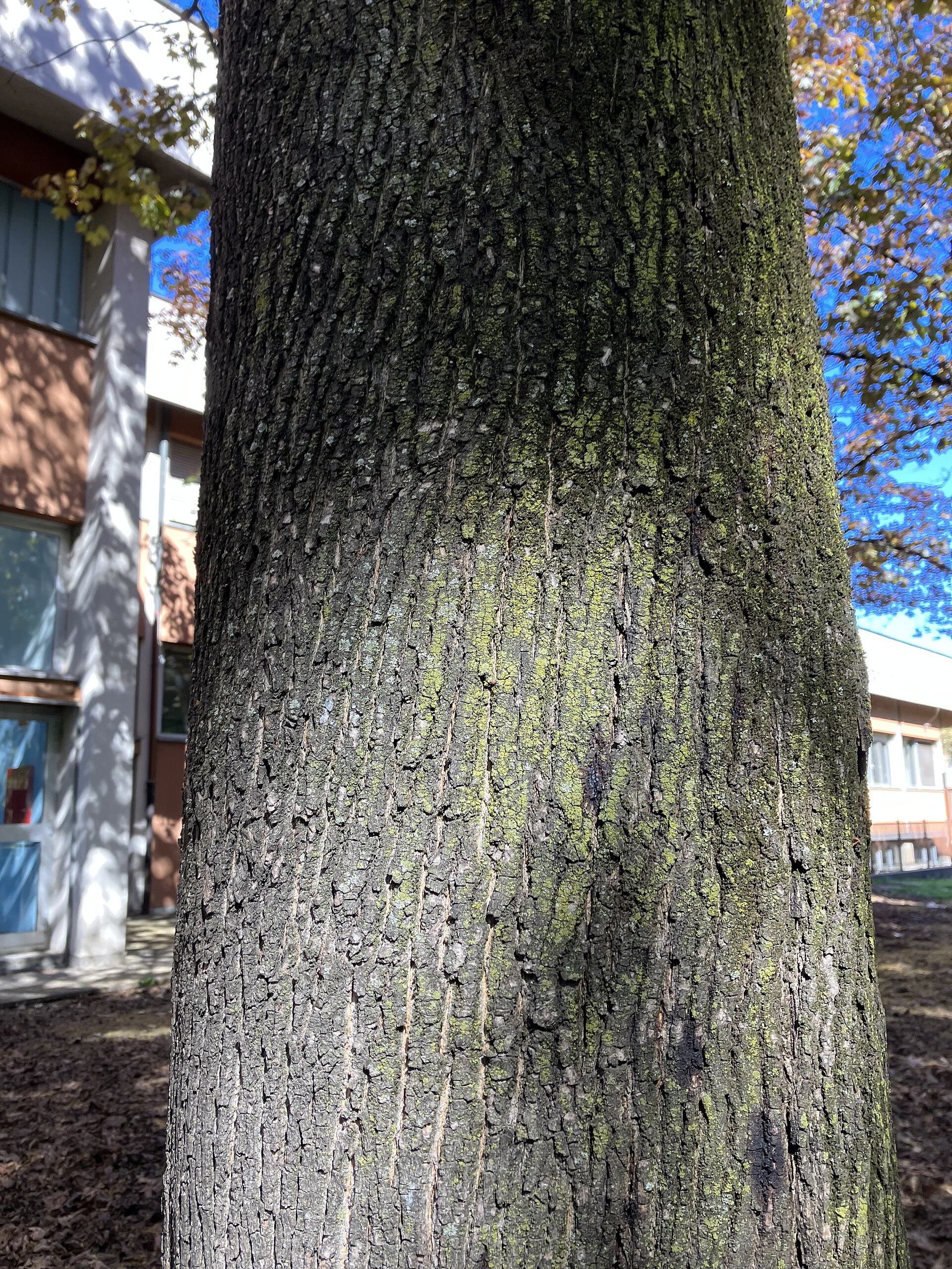 Acero (Acer Platanoides) corteccia , Milano Italia scuola Manara
