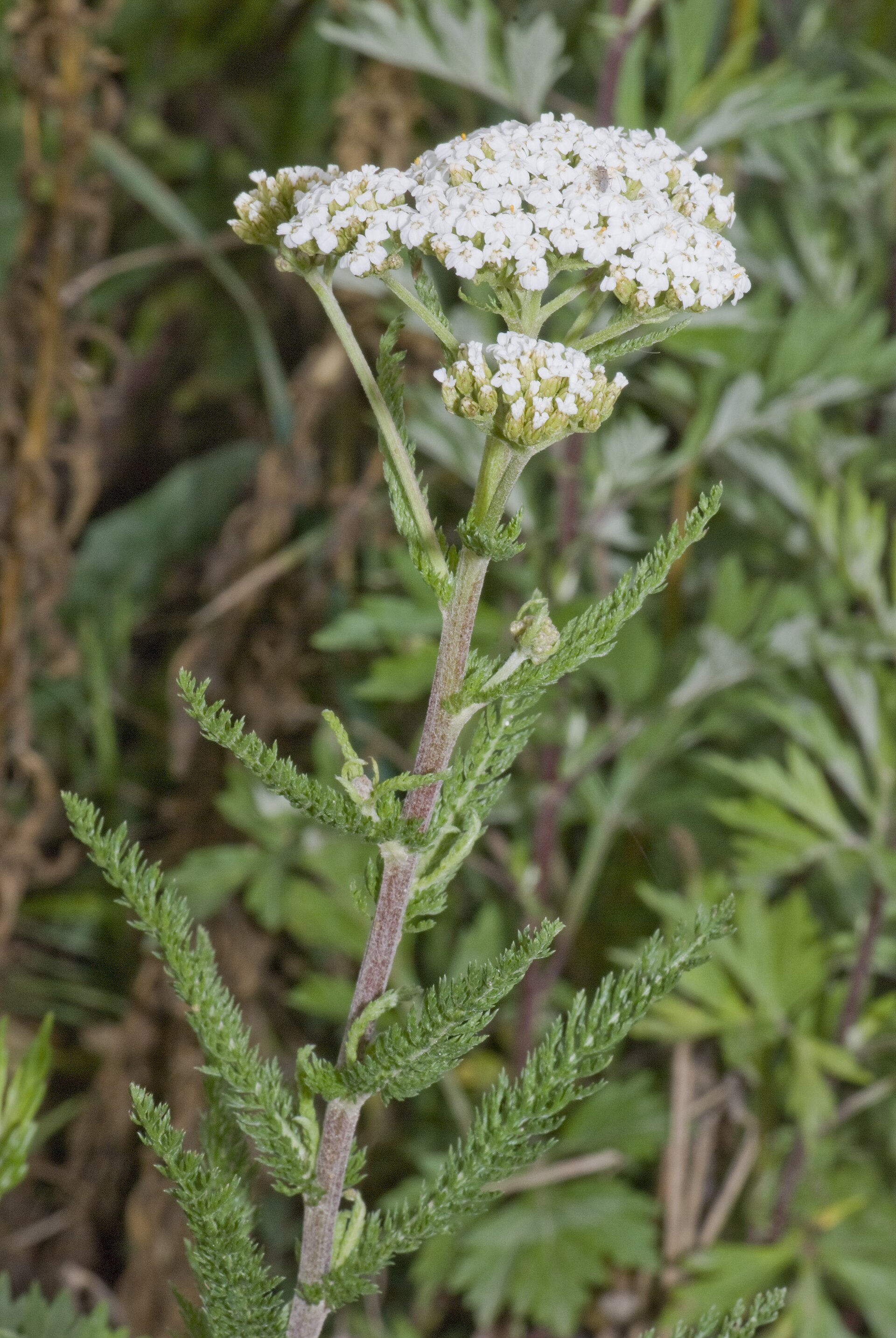 Achillea millefoglie