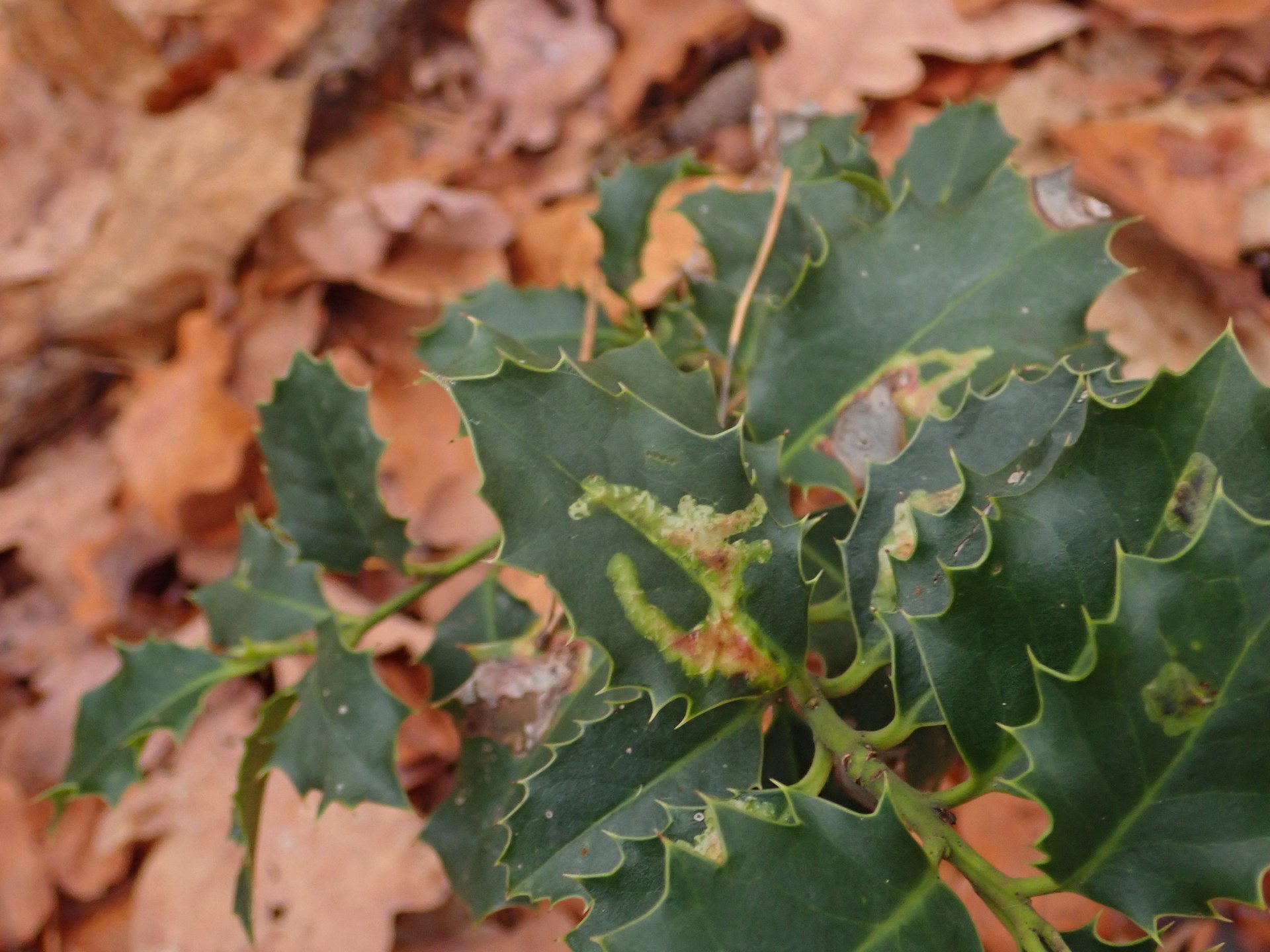 Ilex aquifolium 107492609