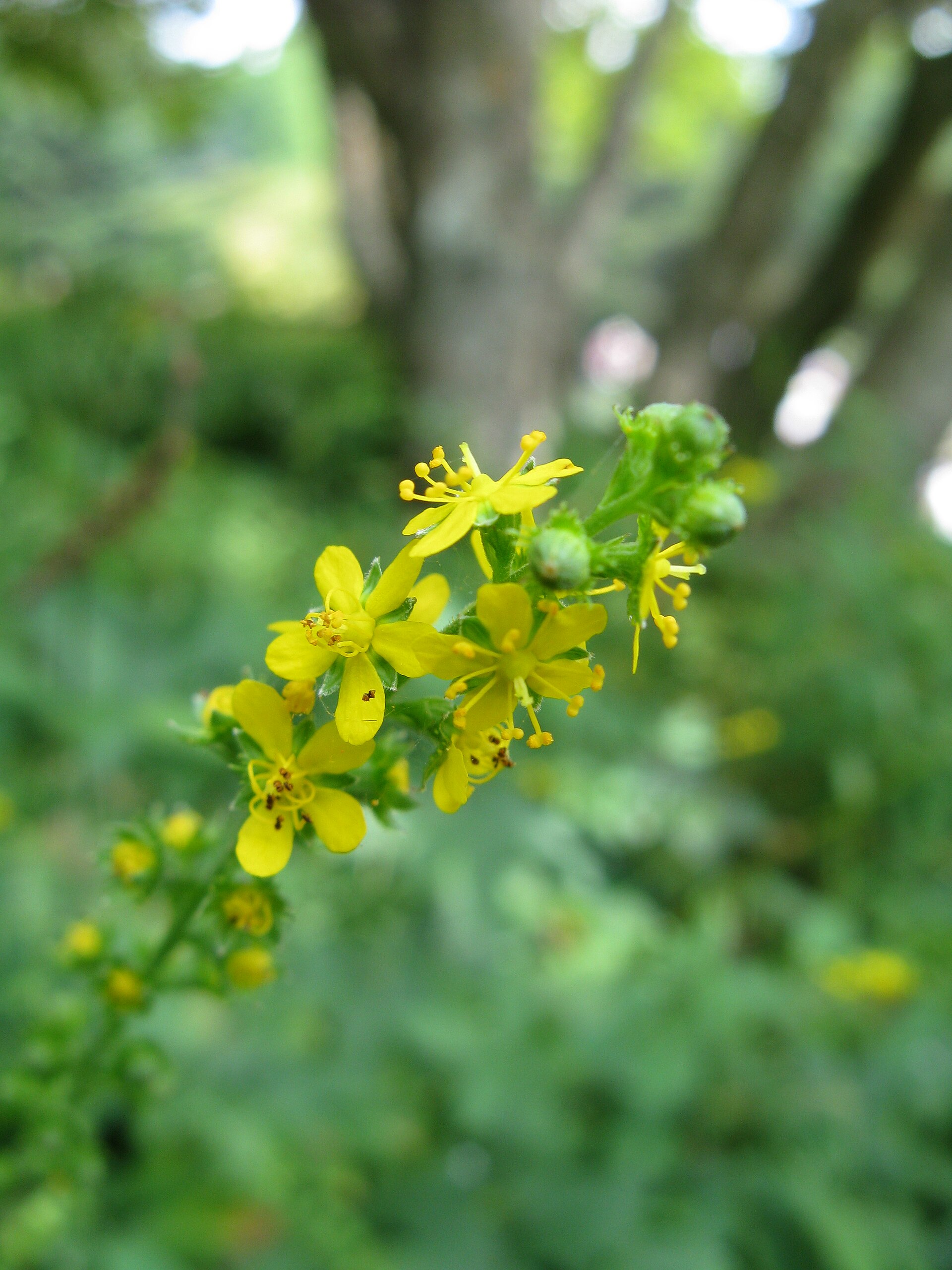 Agrimonia