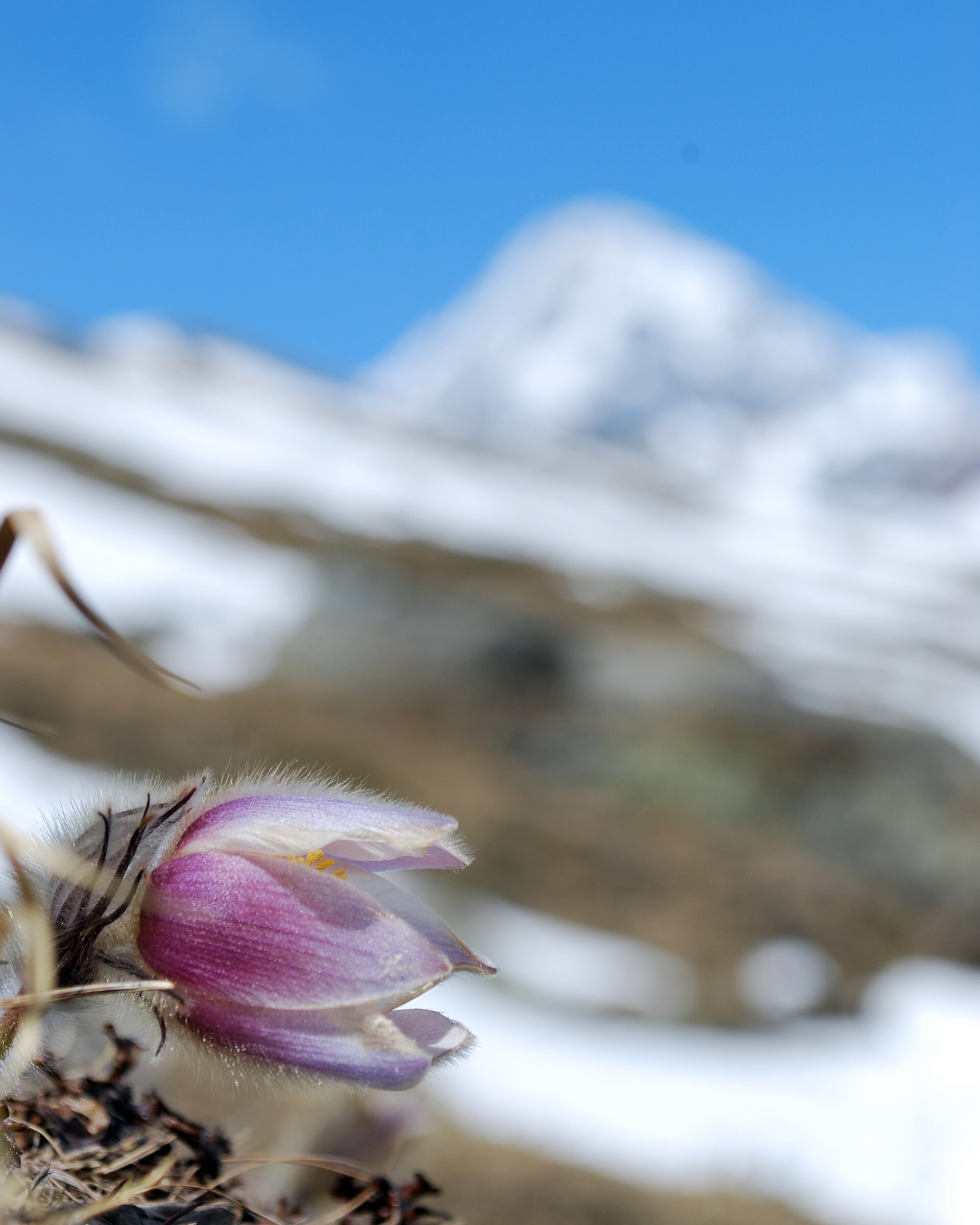 Anemone primaverile