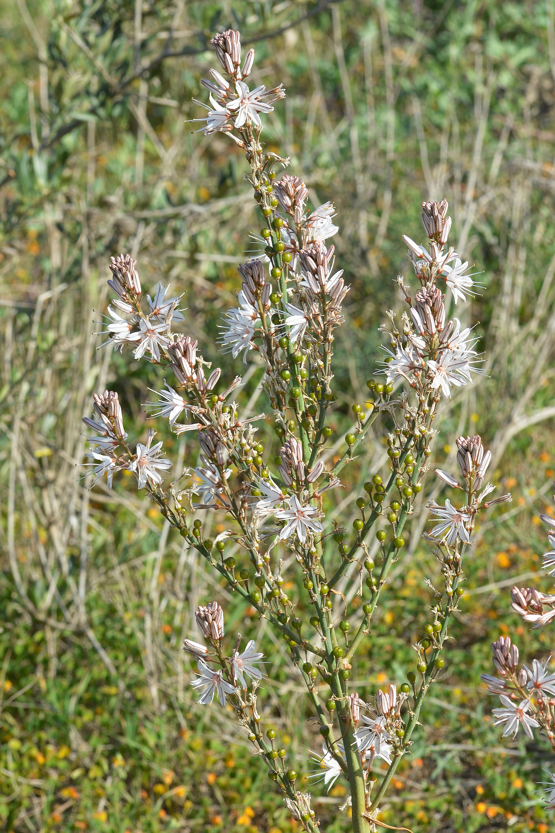 Branched Asphodel (Asfodelo Mediterraneo) (Asphodelus ramosus) - Cagliari, Italy 2024-03-26