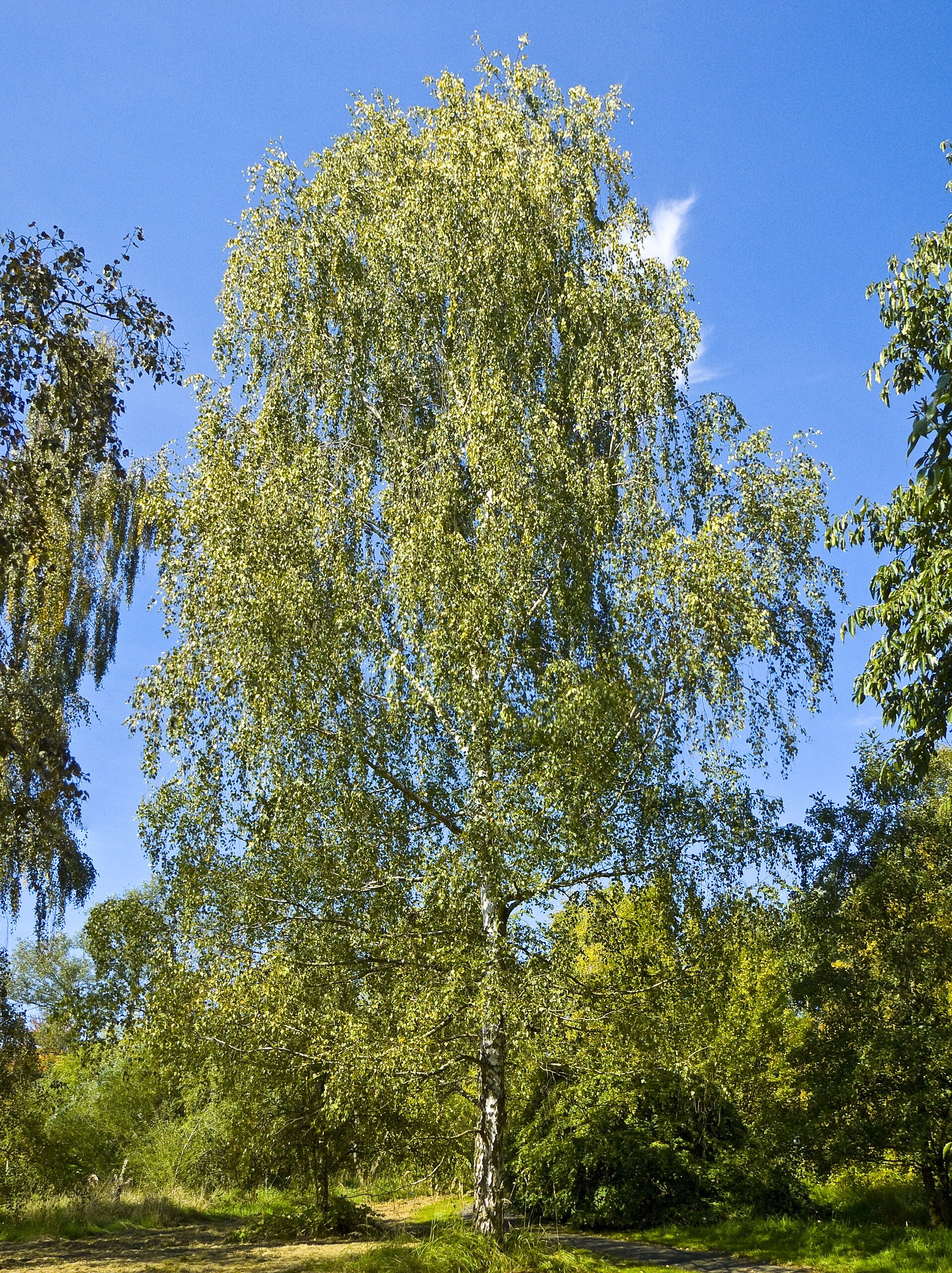 Betulla