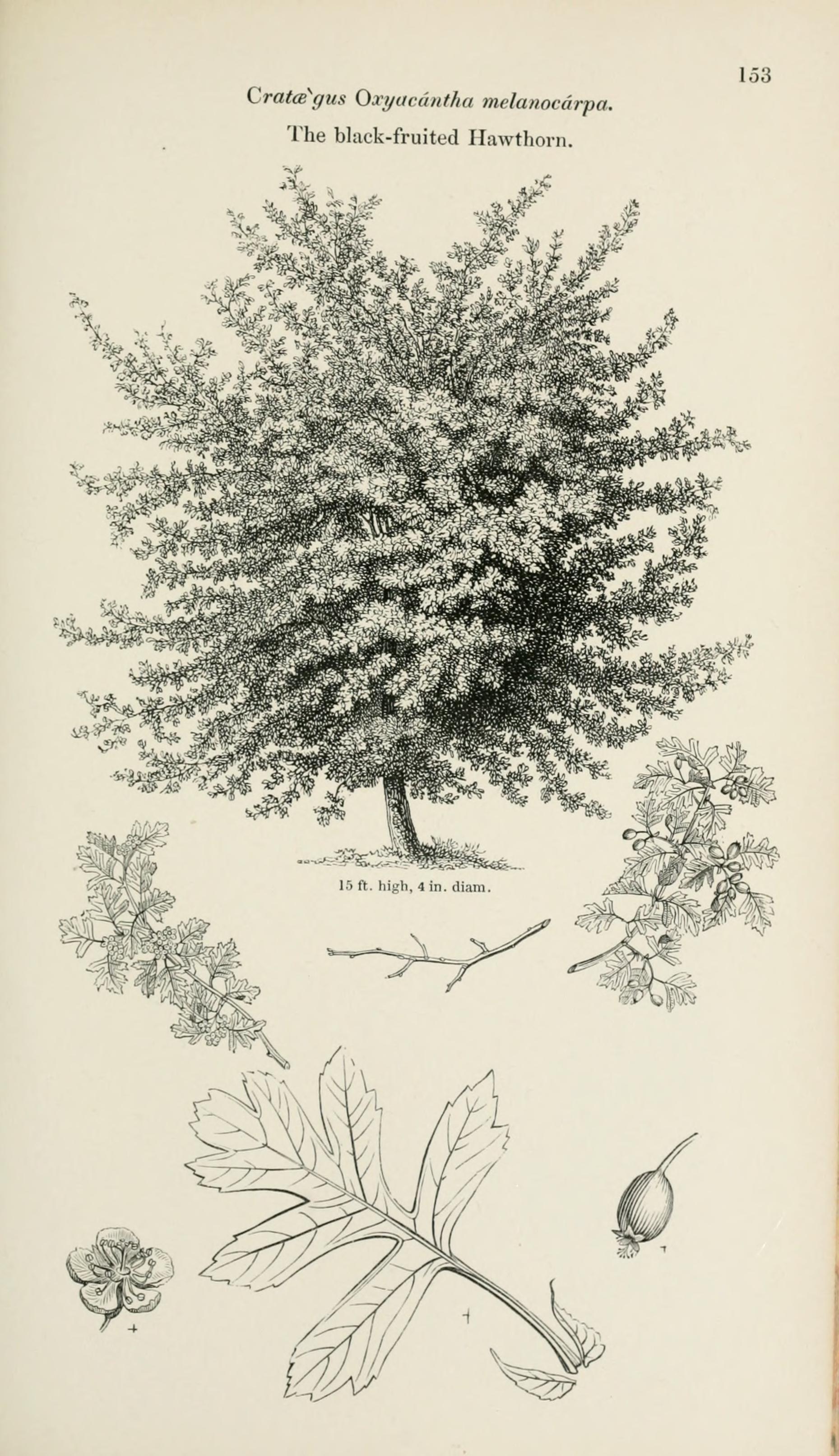 Arboretum et fruticetum britannicum; or, The trees and shrubs of Britain, native and foreign, hardy and half-hardy, pictorially and botanically delineated, and scientifically and popularly described; (19755222311)