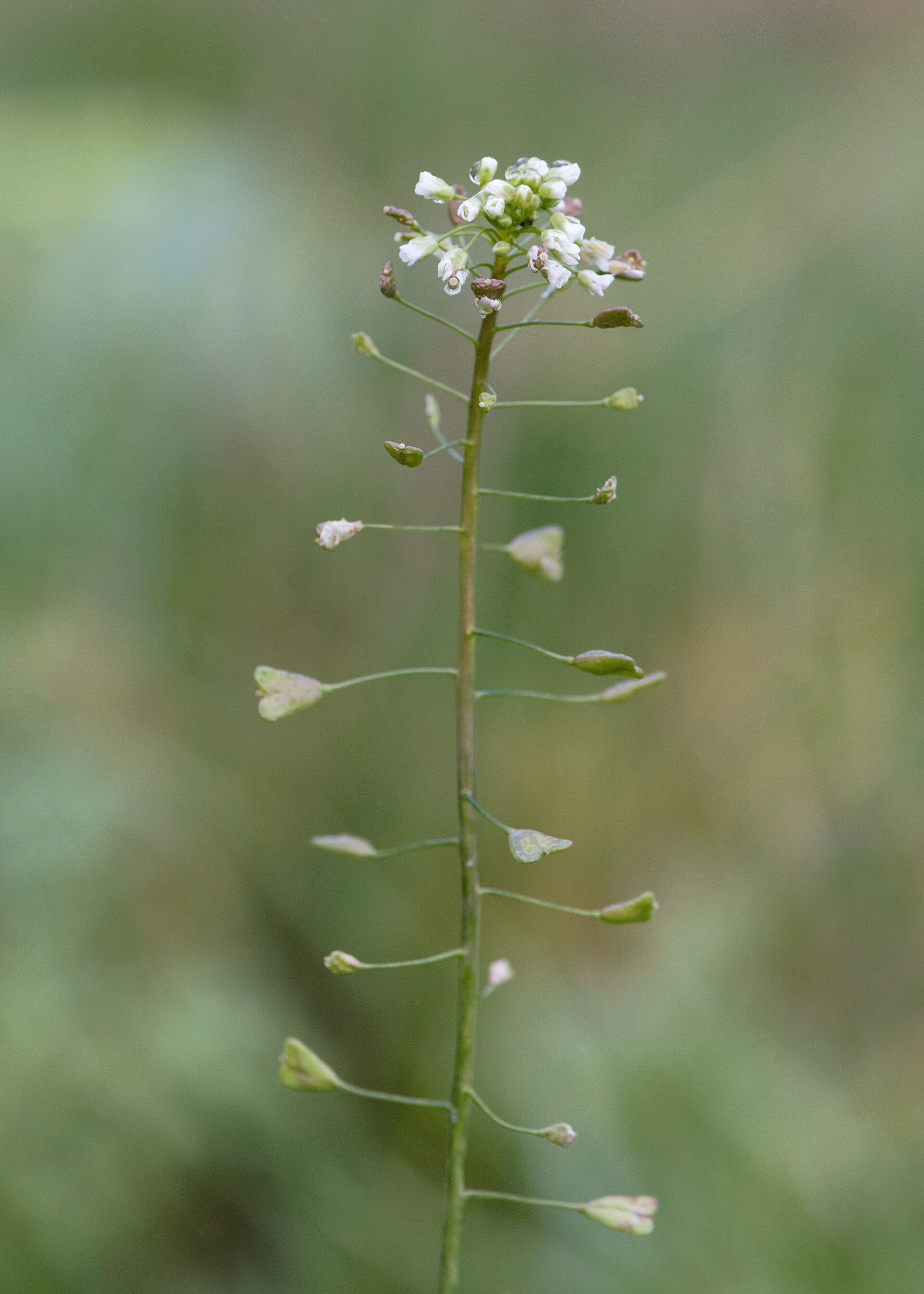 Capsella bursa-pastoris kz02