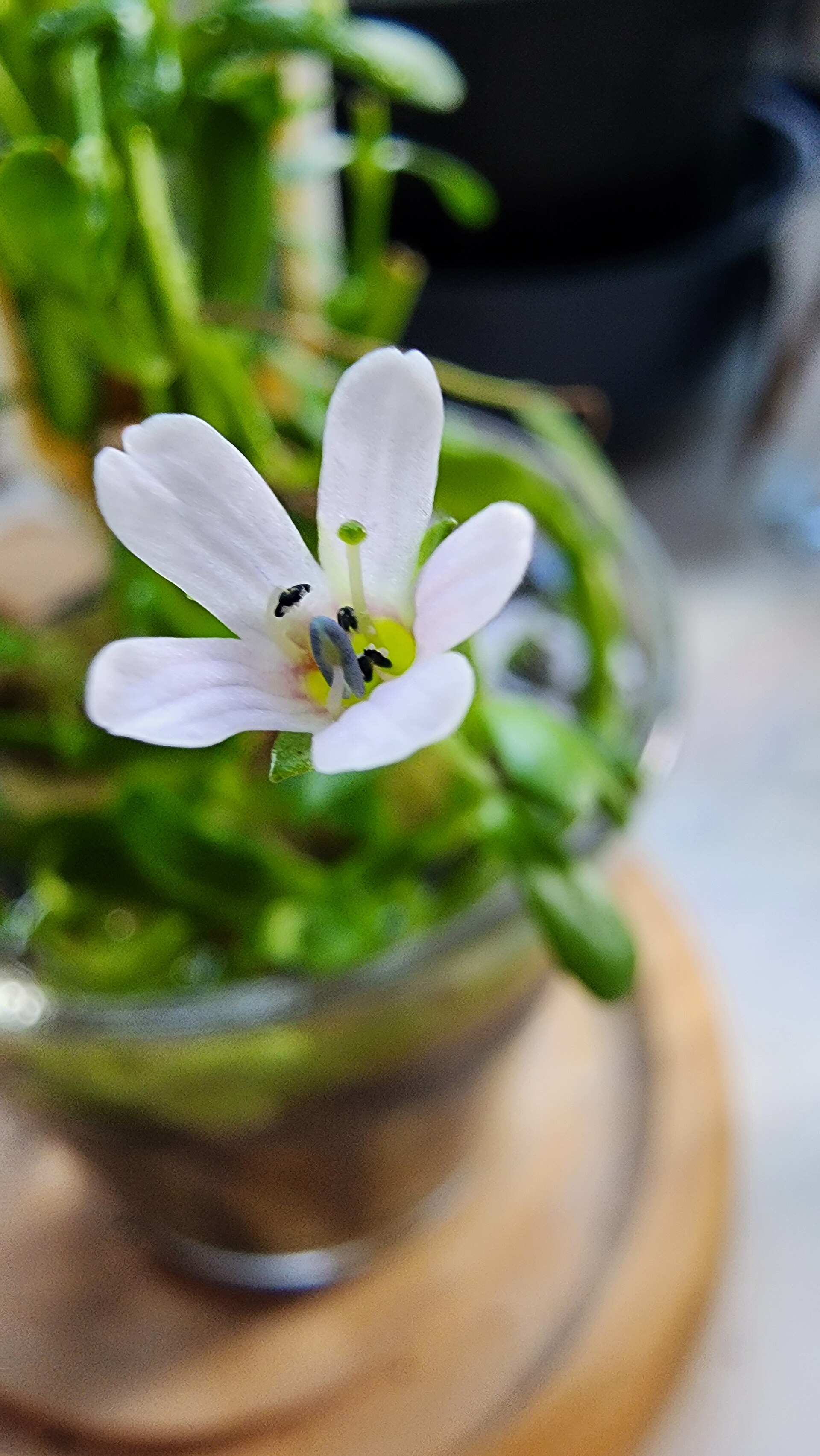 Brahmi