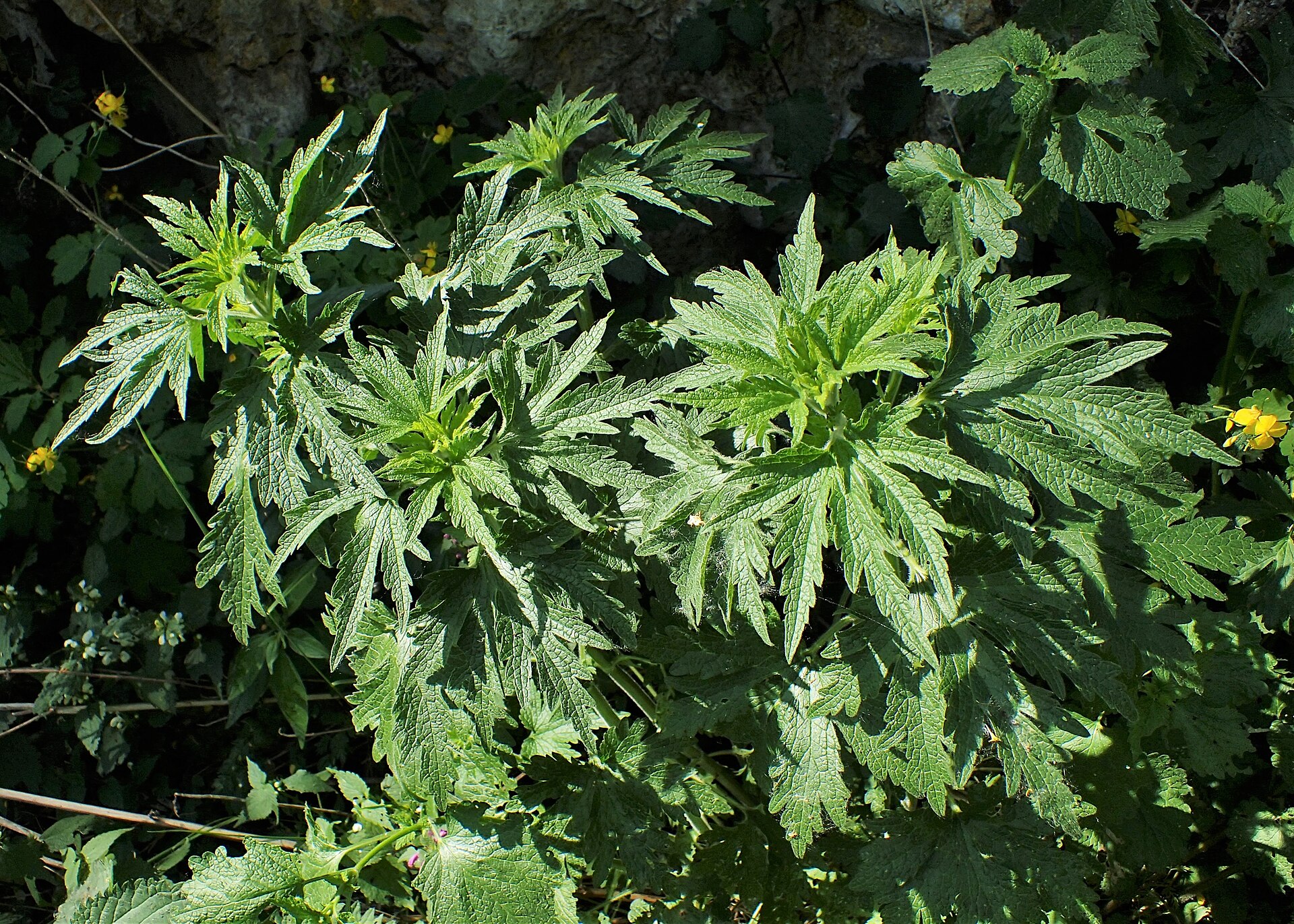 Leonurus cardiaca kz12