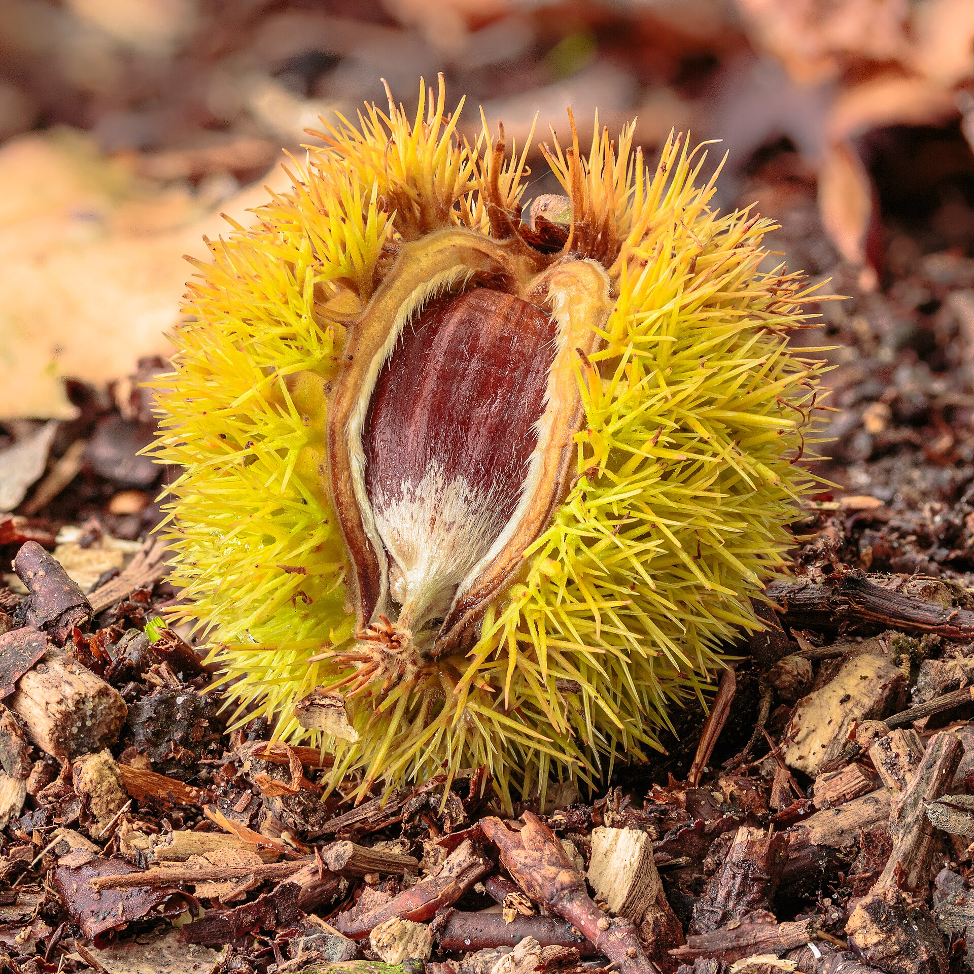 Afgevallen kastanje van een Tamme kastanje (Castanea sativa) 17-10-2021 (d.j.b.) 01