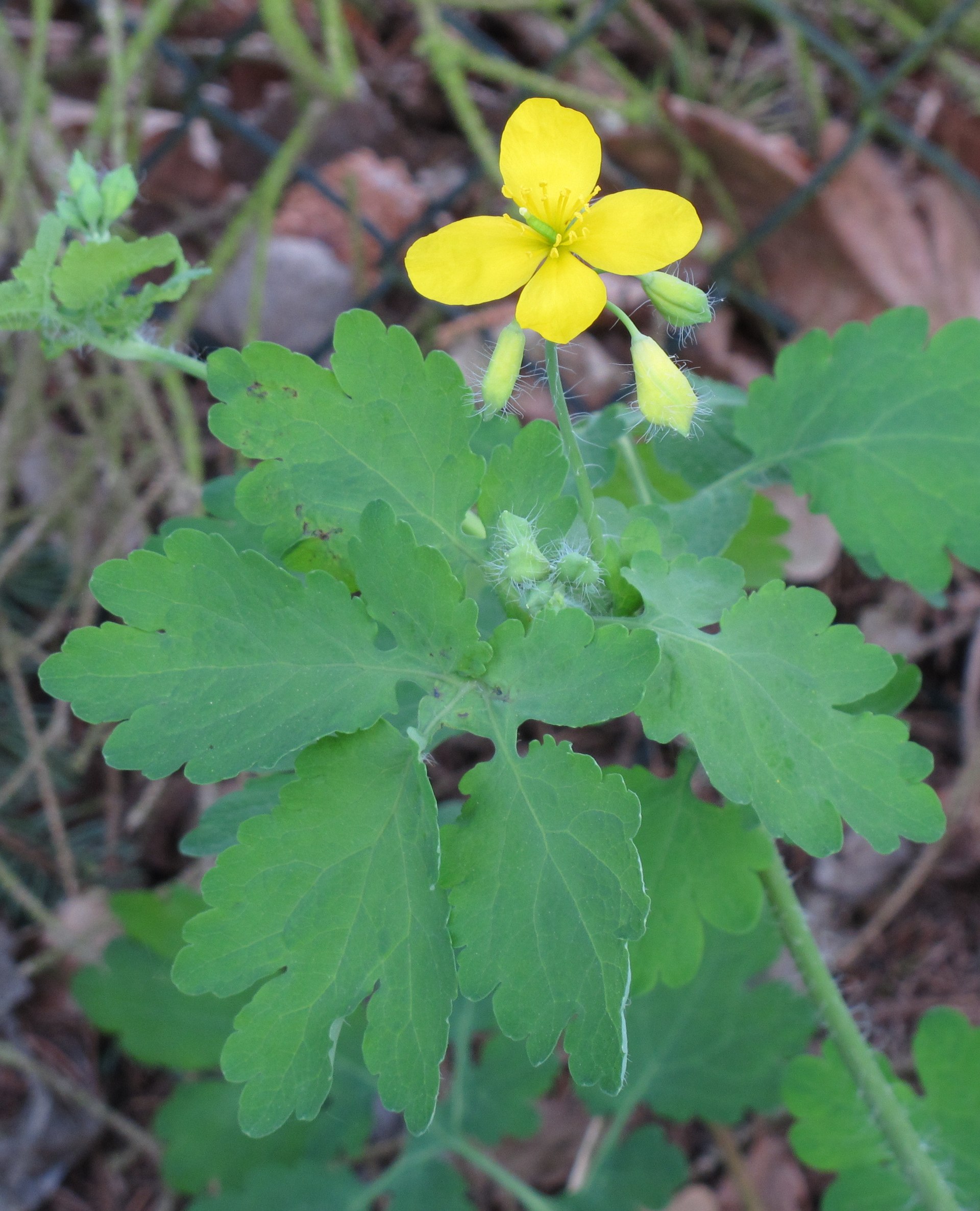 Chelidonium majus 2 RF