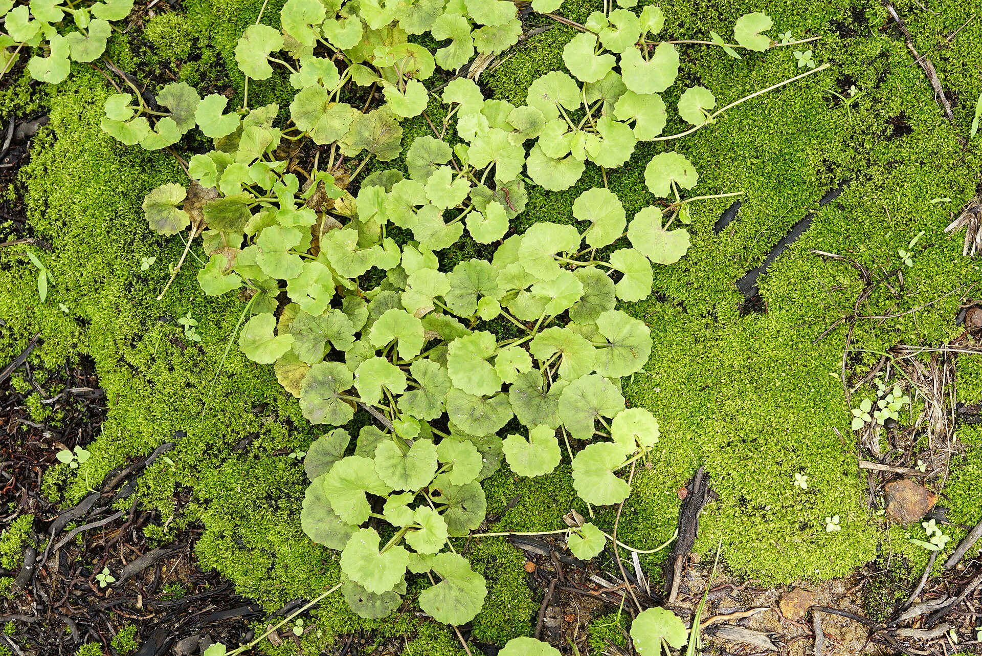 Centella asiatica
