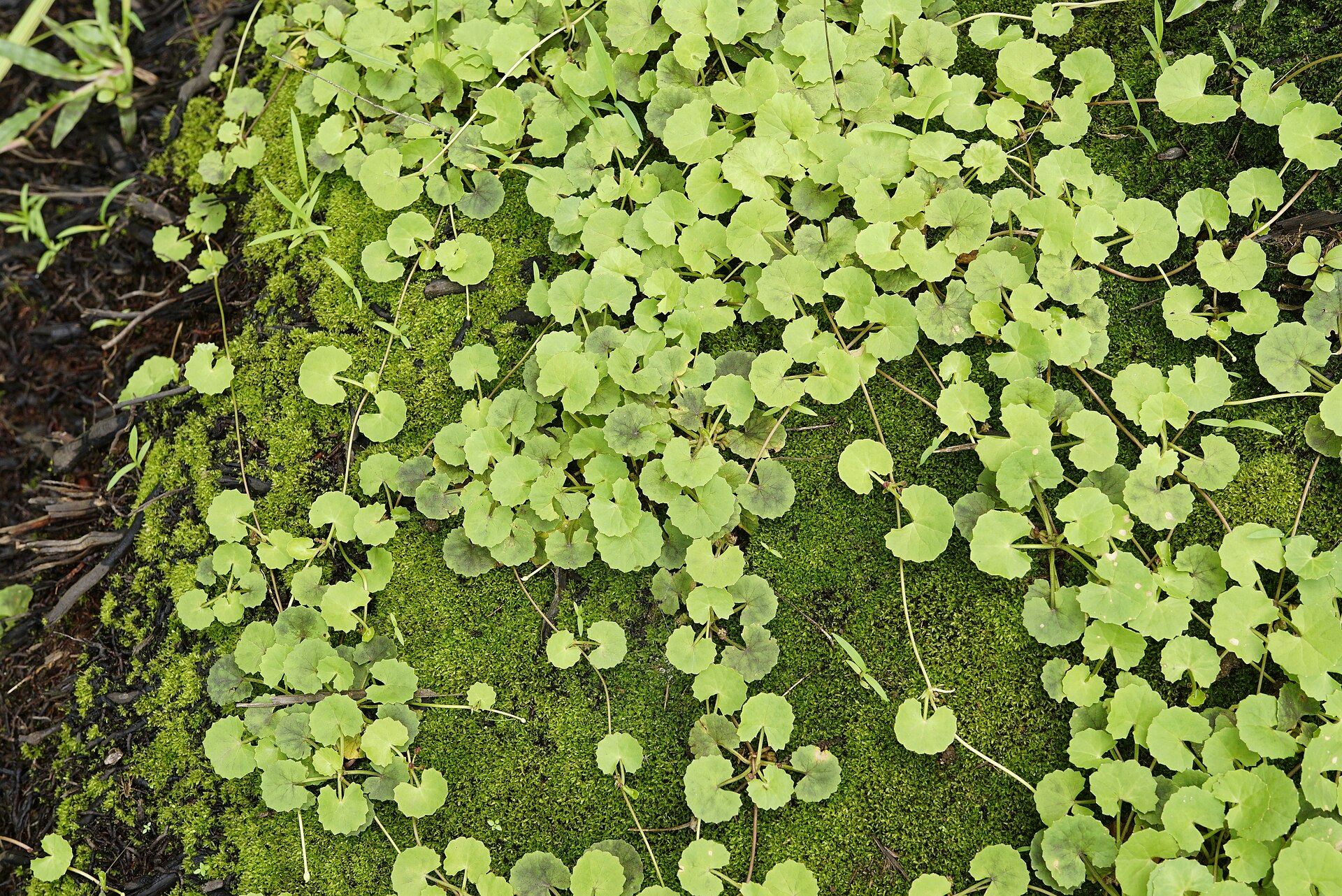 Hydrocotyle asiatica 6146