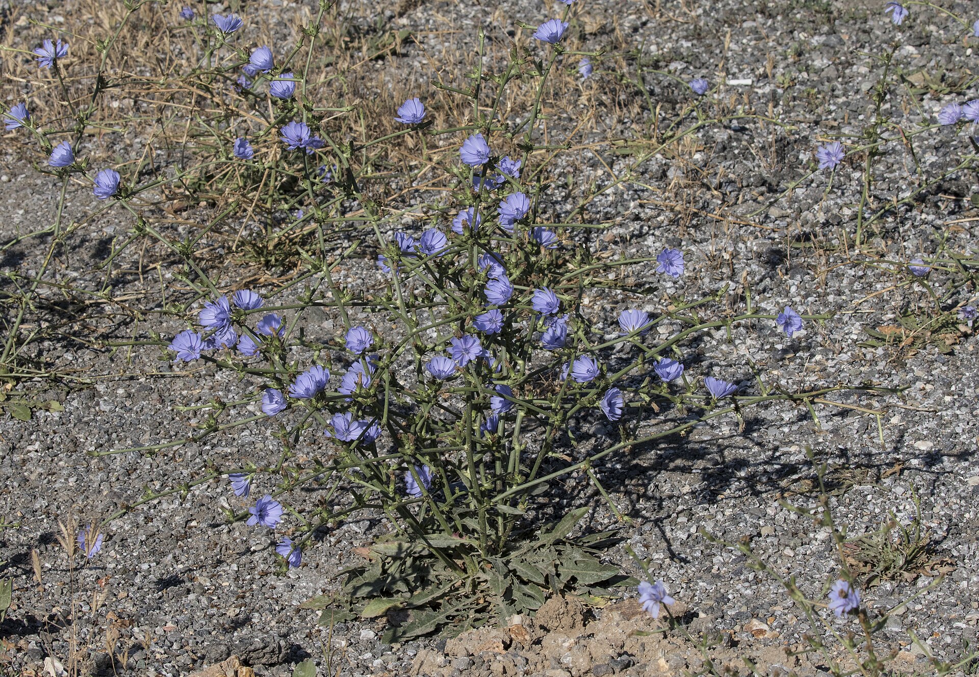 Cichorium intybus - Chicory 01