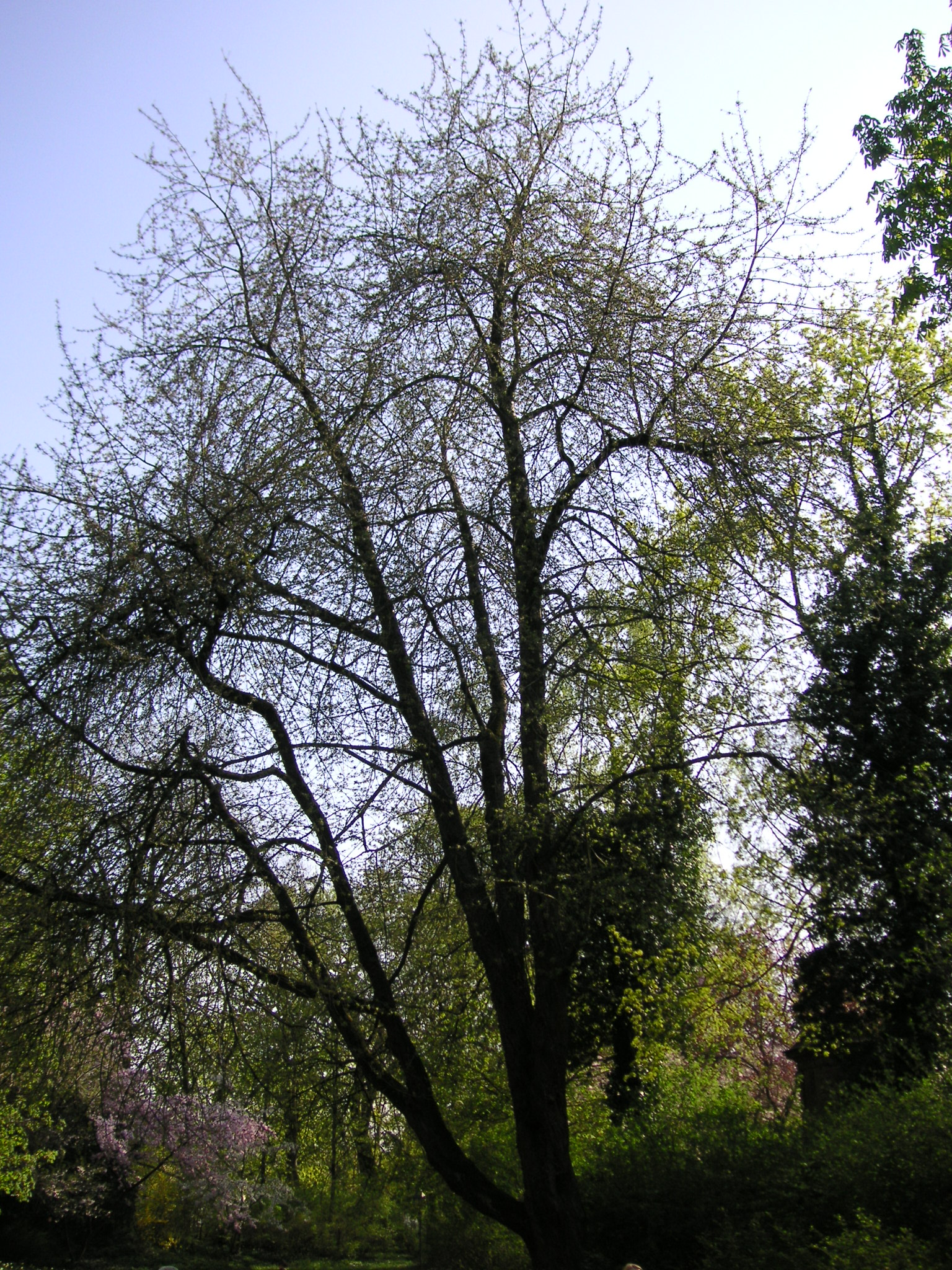 Prunus avium4