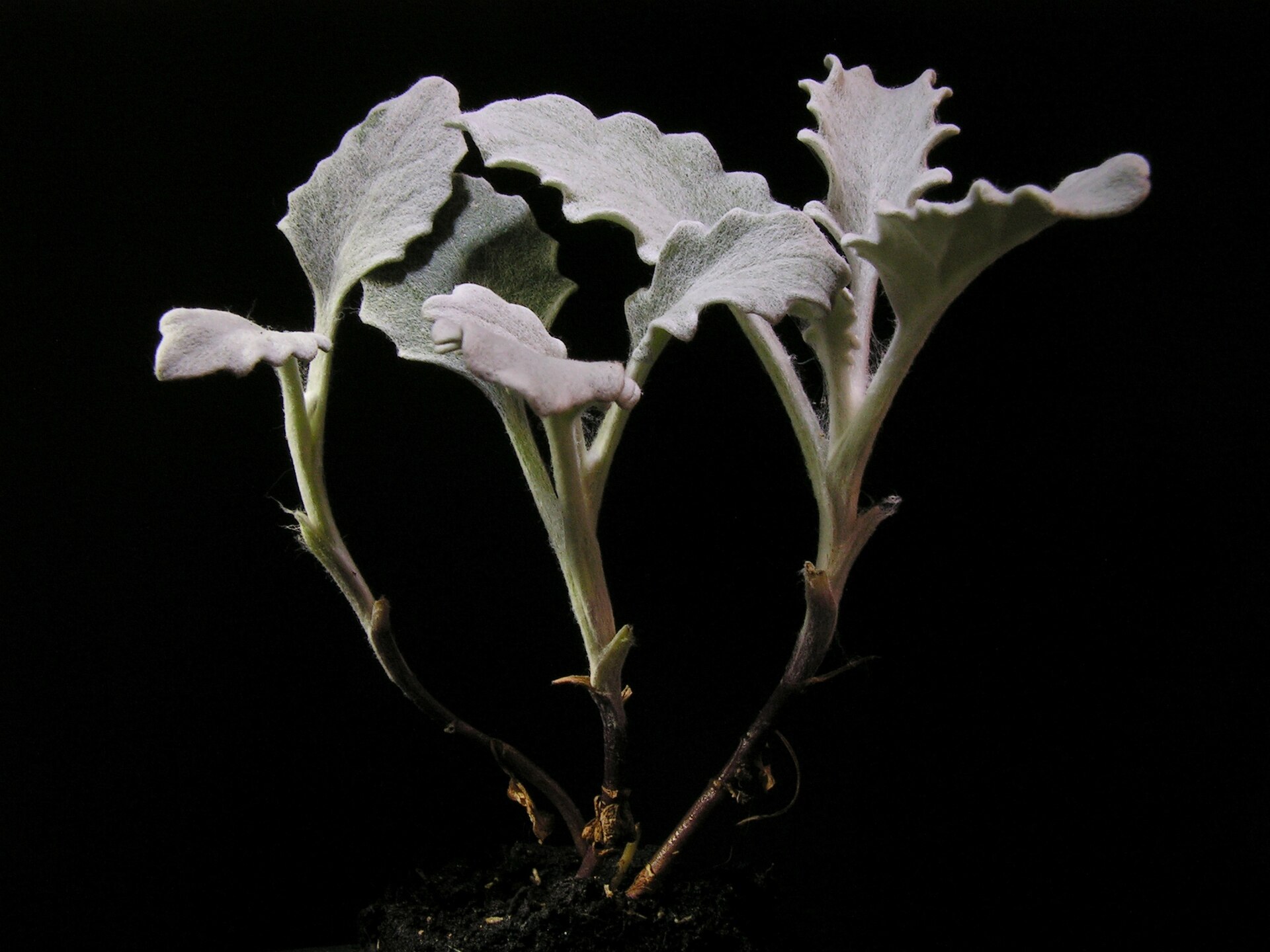 Cineraria marittima