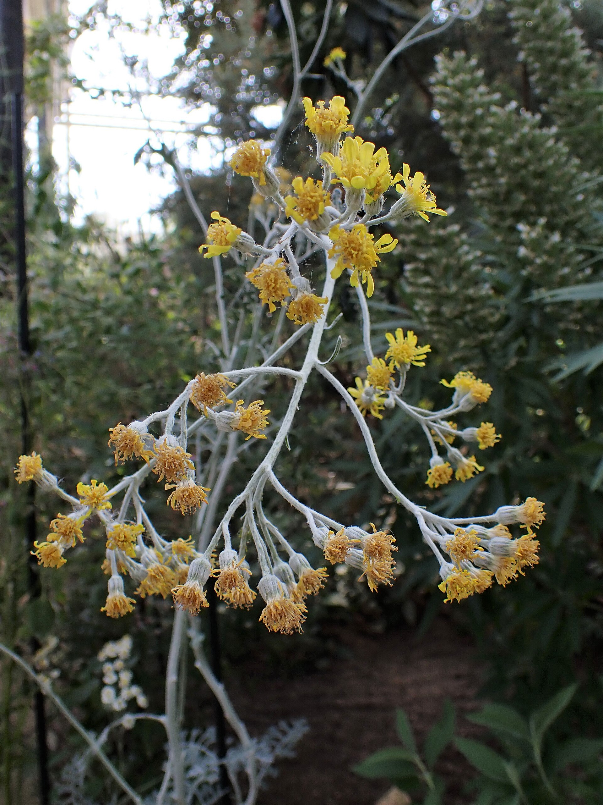 Jacobaea maritima kz01