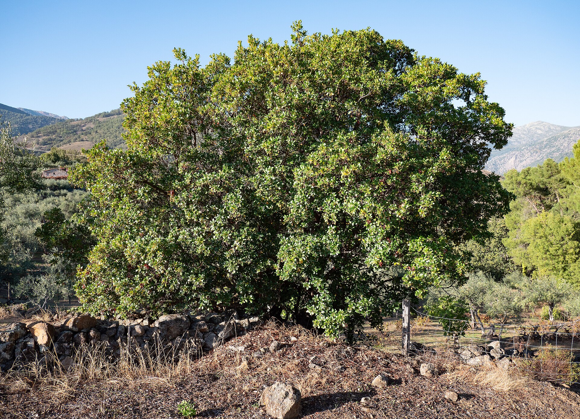 Arbutus-unedo-201981004a