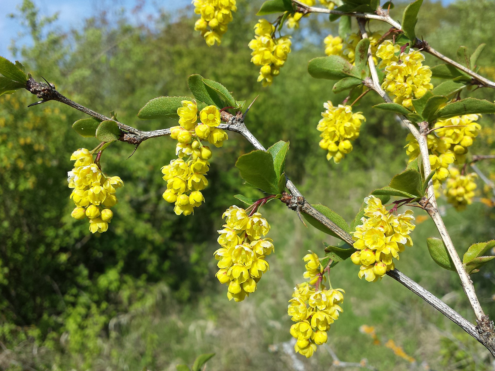 Berberis vulgaris sl5