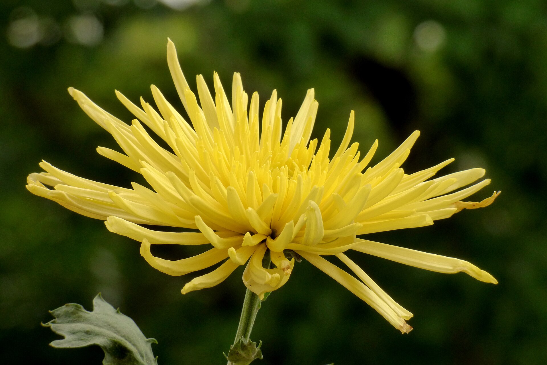 Crisantemo (Chrysanthemum spp.) (14595515543)