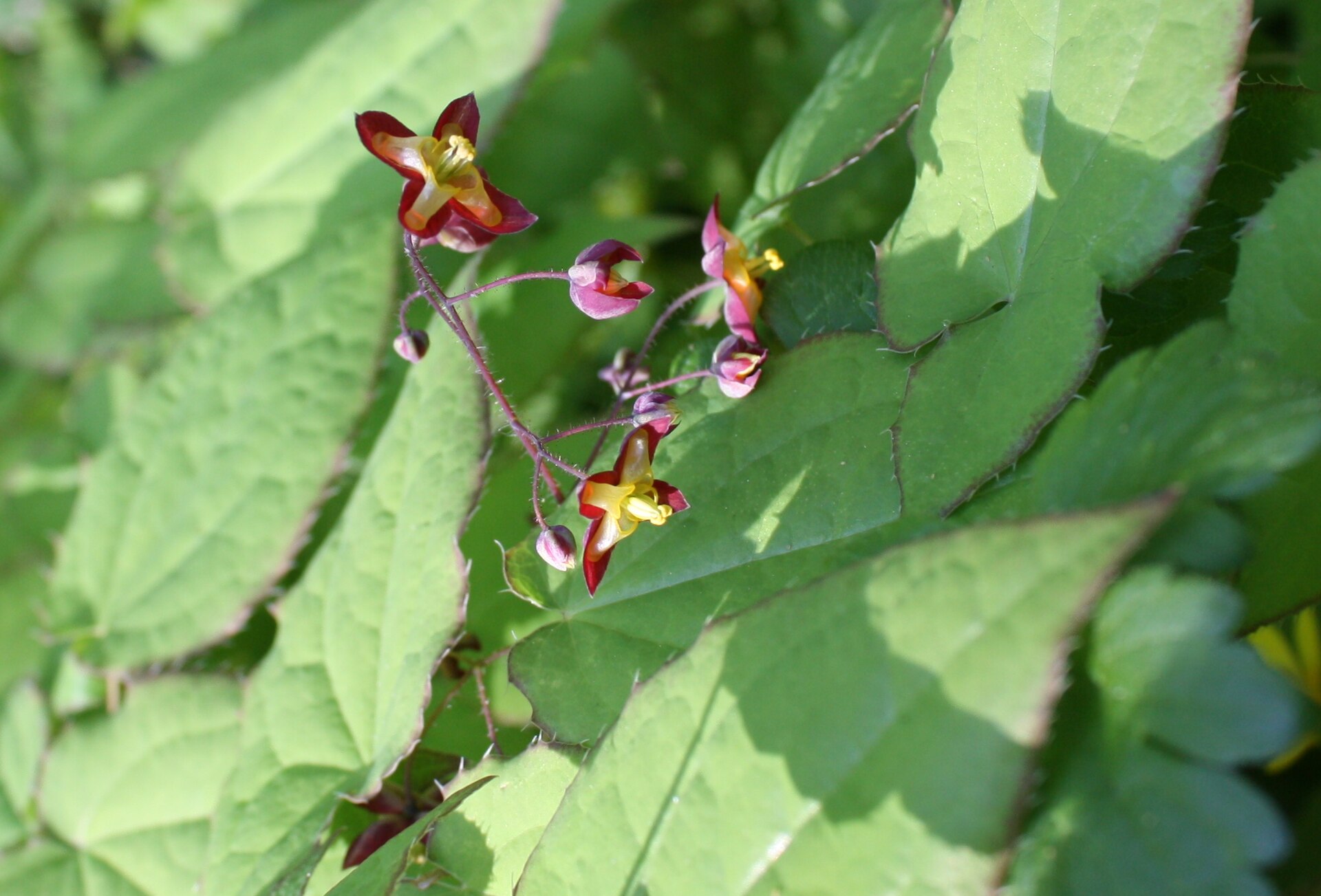 Epimedium cf alpinum Alppivarjohiippa Alpsockblomma C IMG 9102
