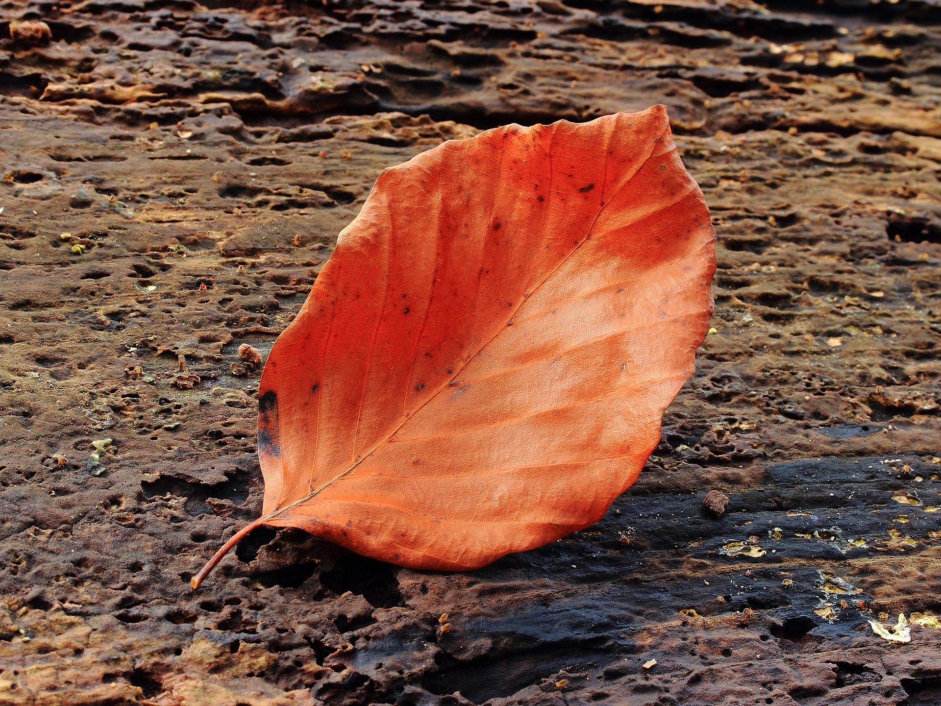 Blad van beuk (Fagus sylvatica) 02