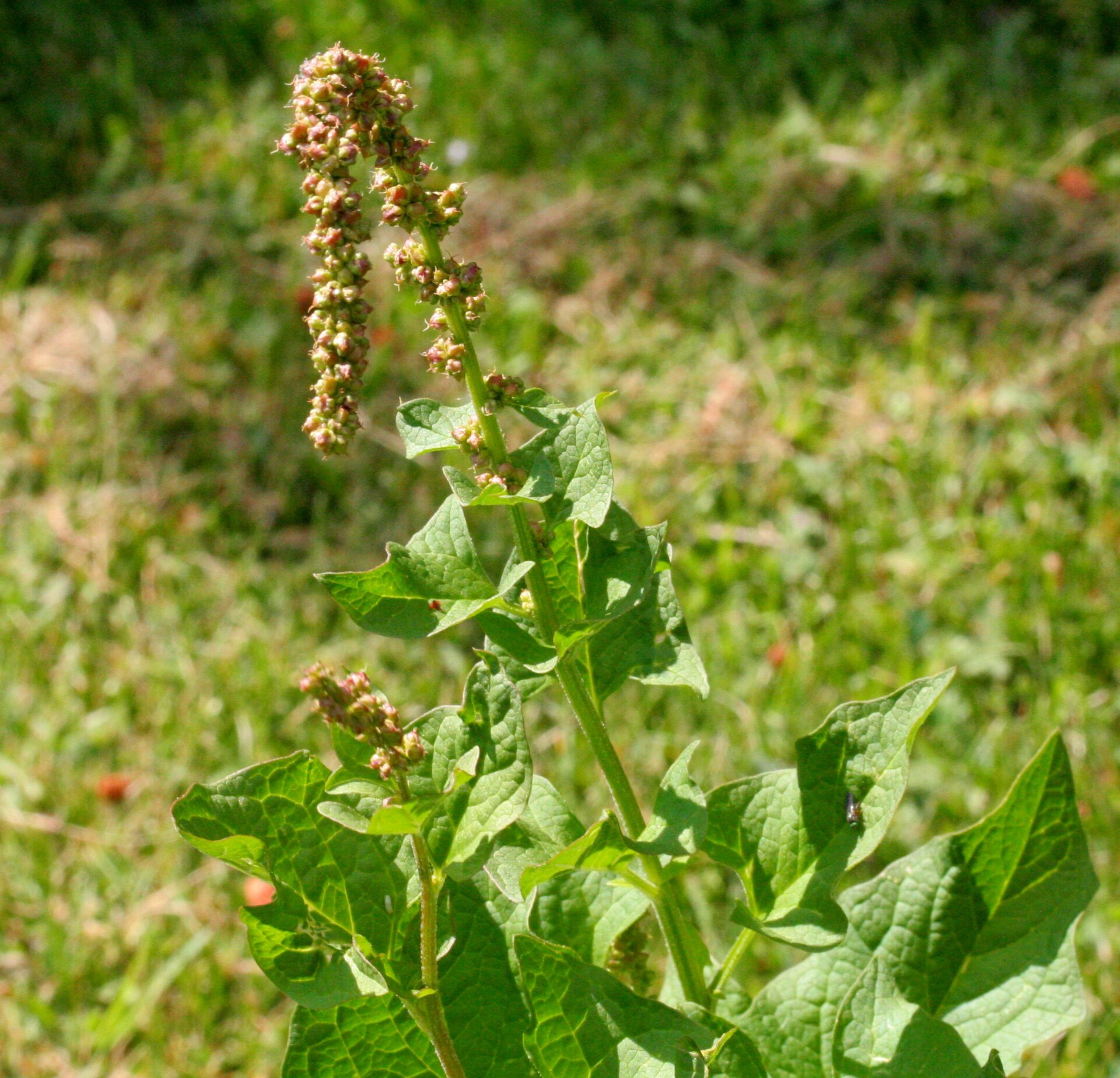 Chenopodium bonus-henricus ENBLA01