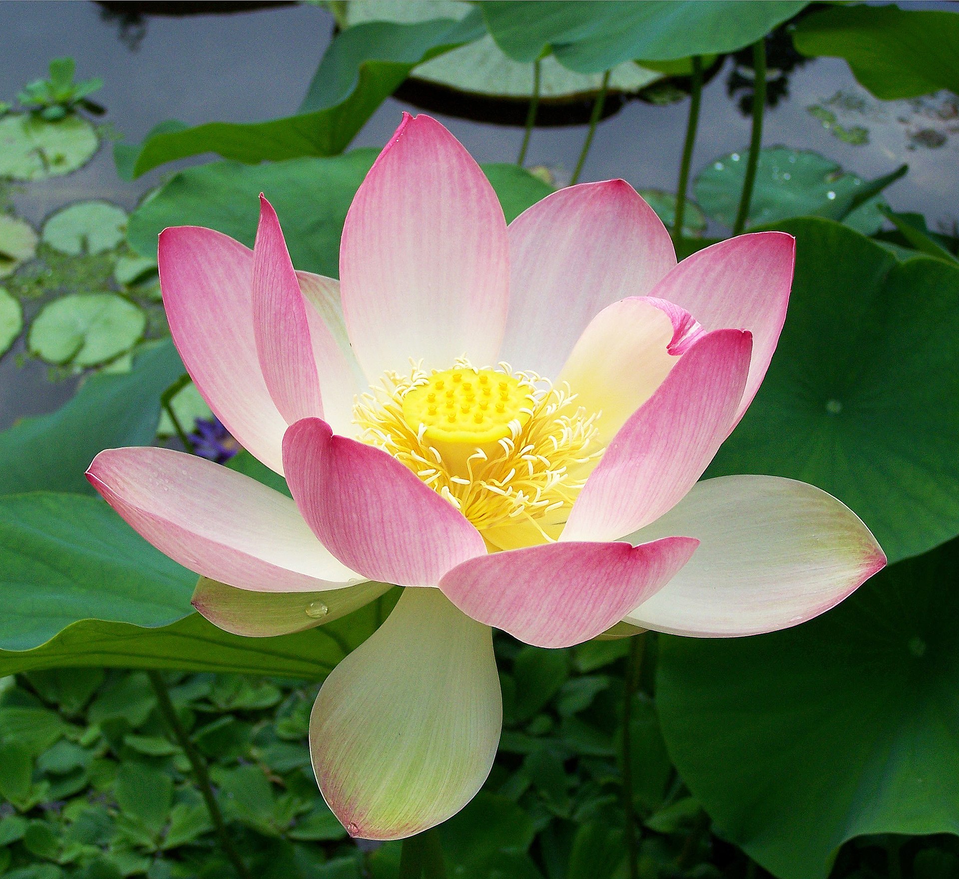 Fiore di loto