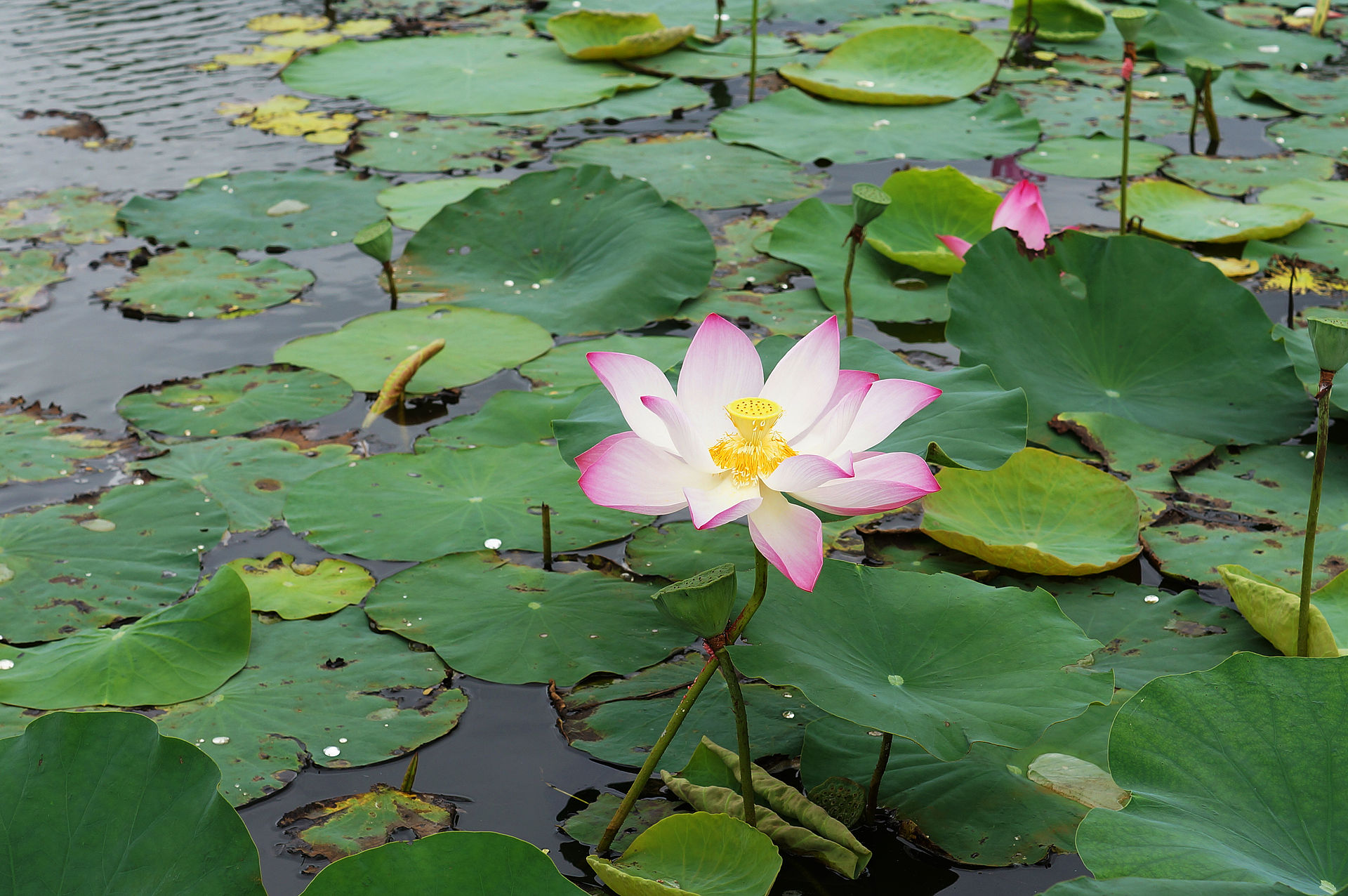 Nelumbo nucifera 01
