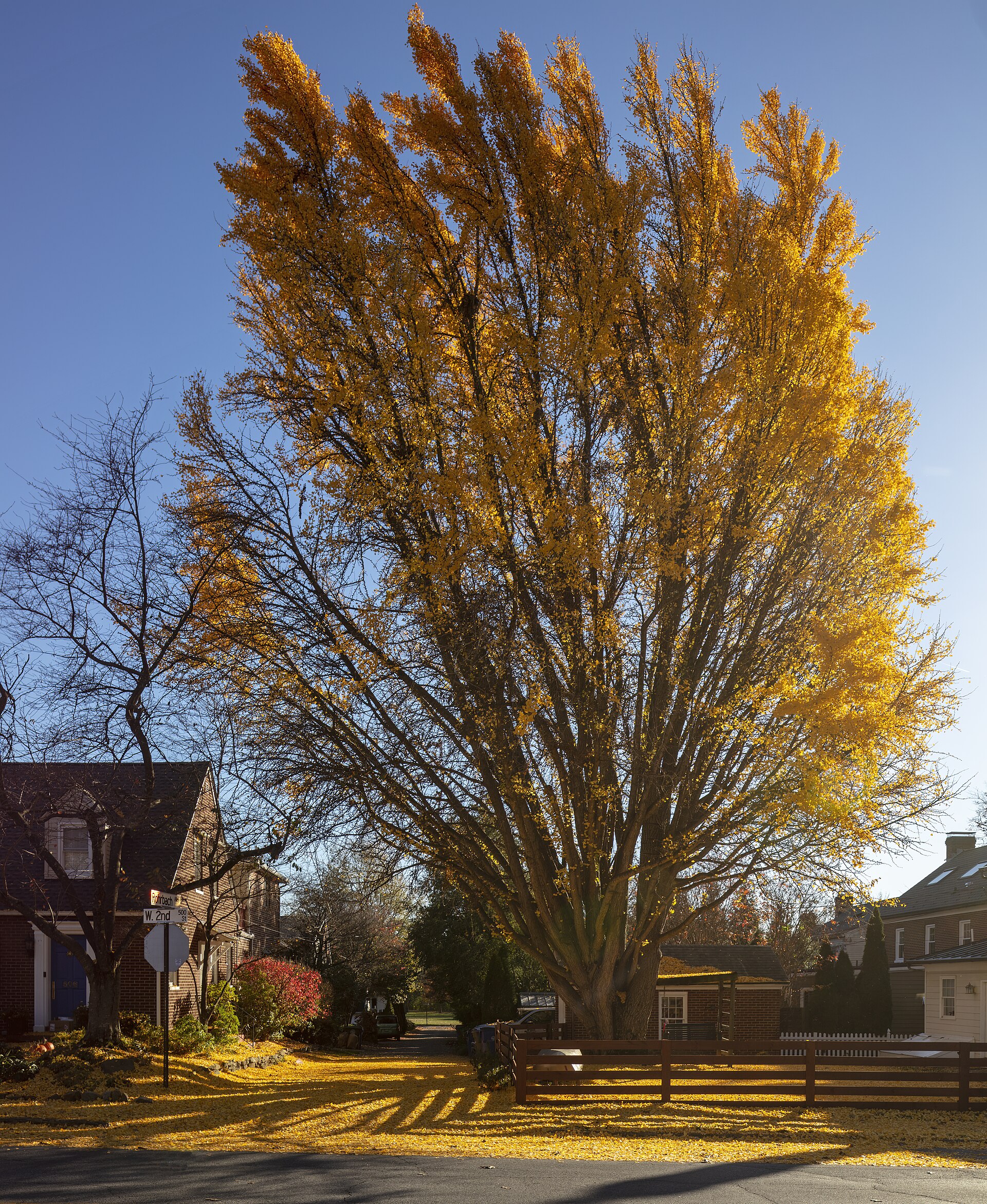 Ginkgo biloba Frederick MD1