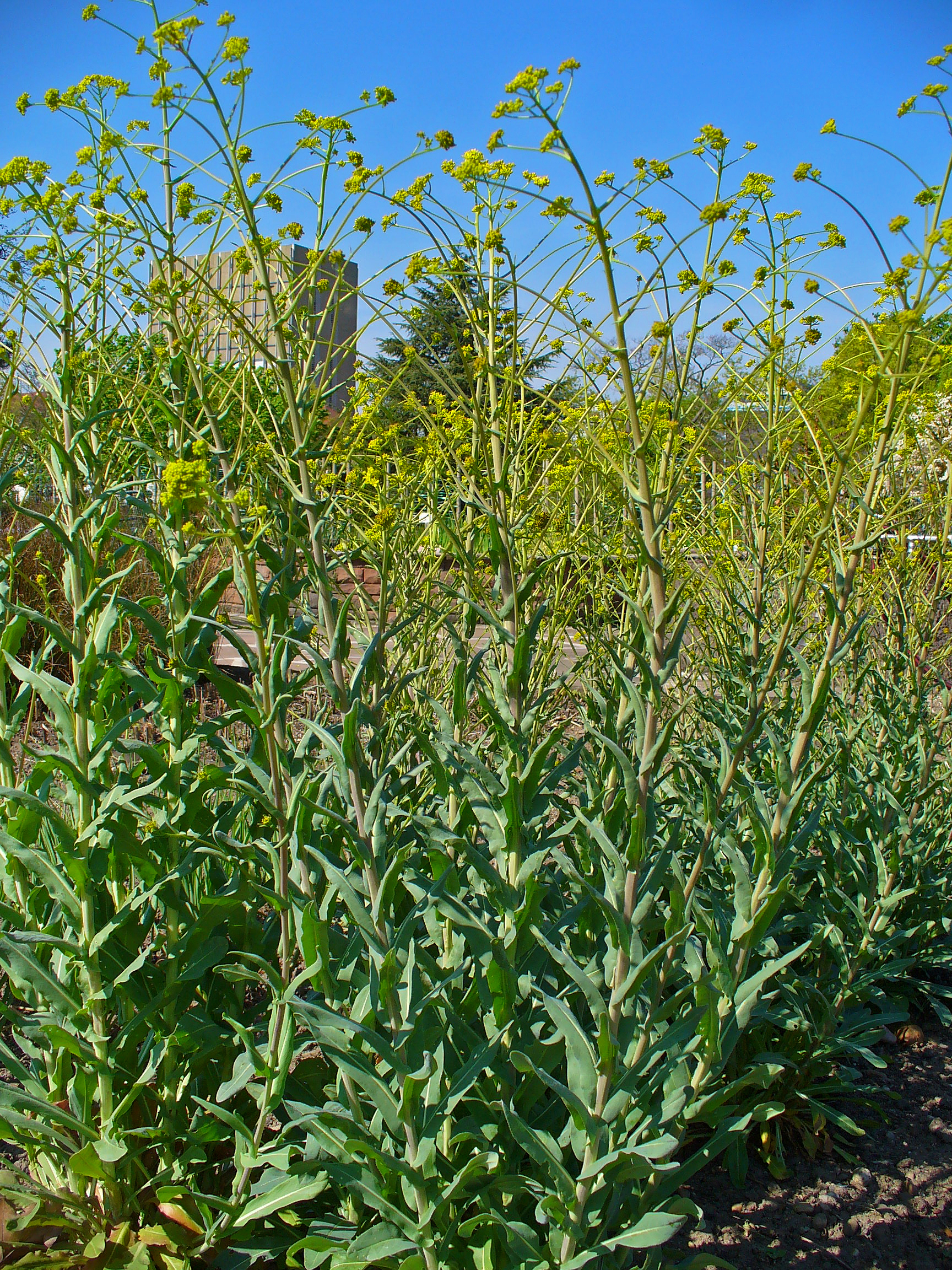 Isatis tinctoria 001