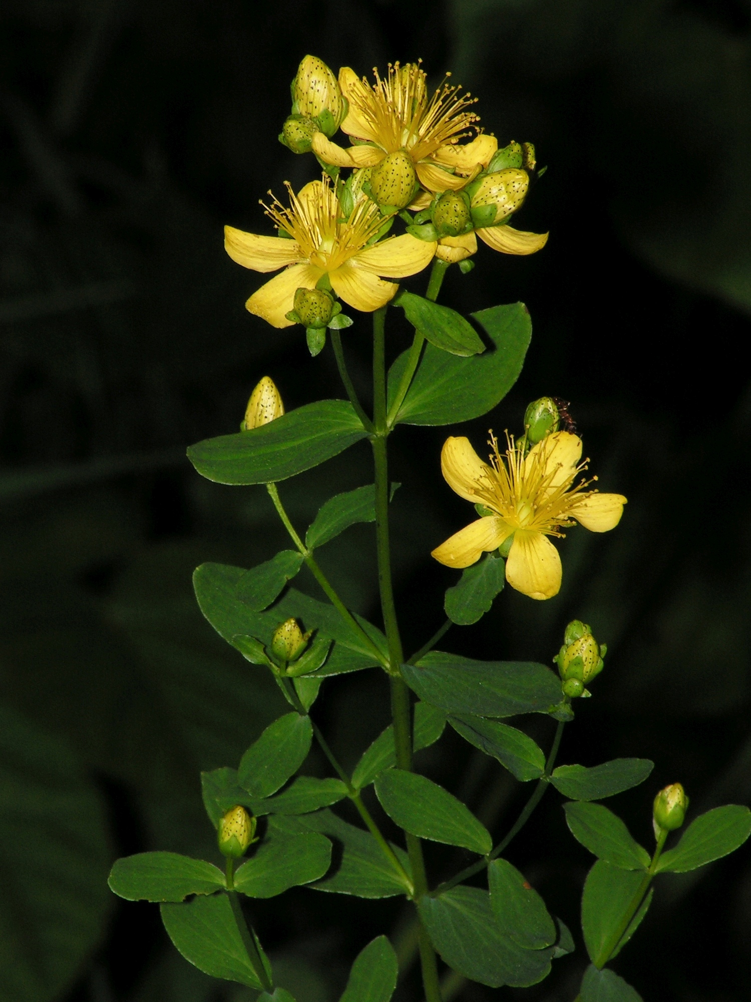 Hypericum perforatum20110702 023