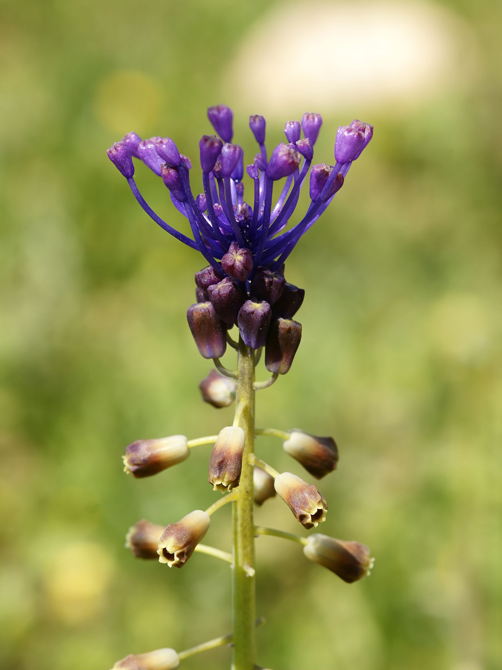 Lampascione