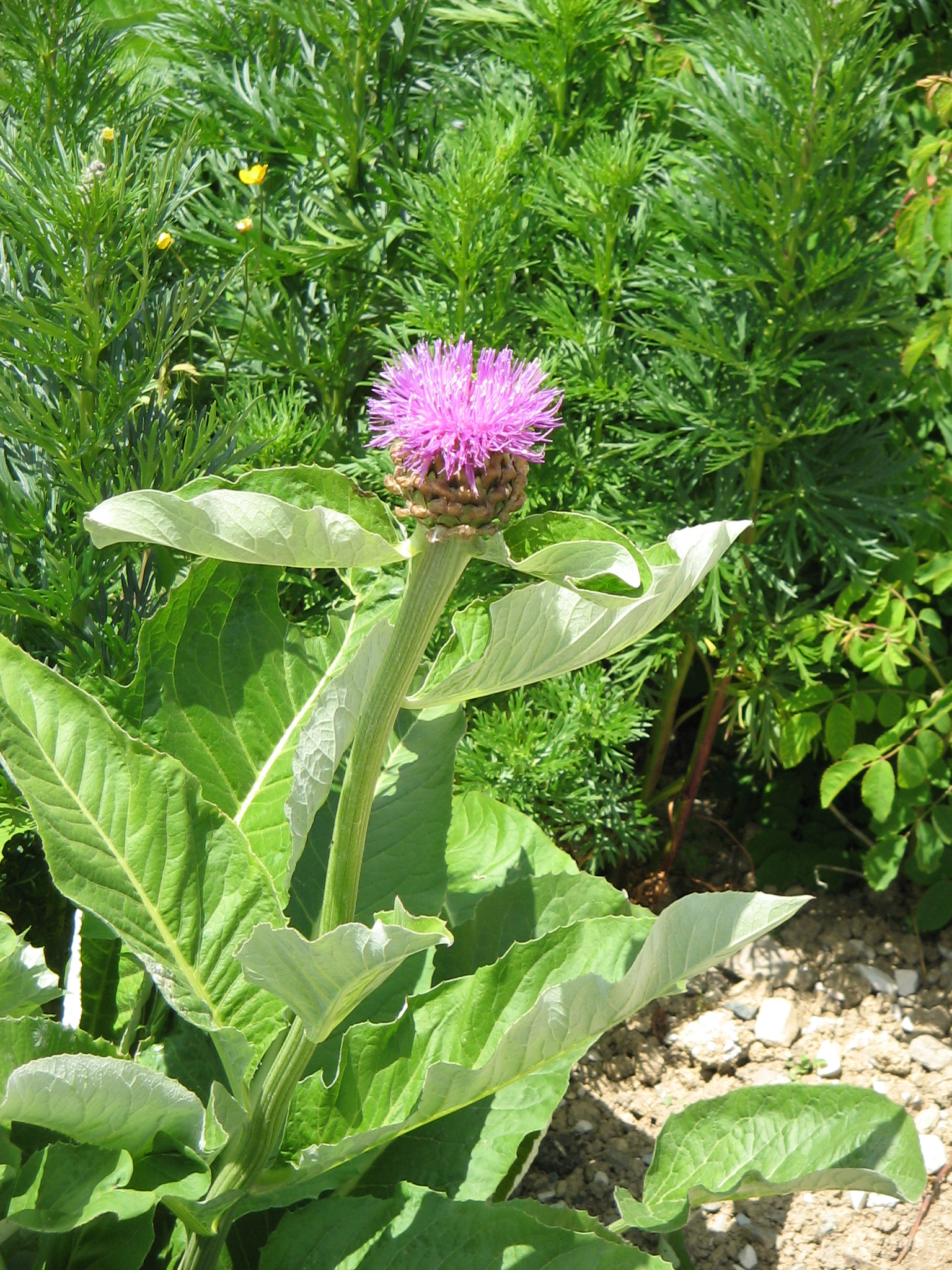 Leuzea
