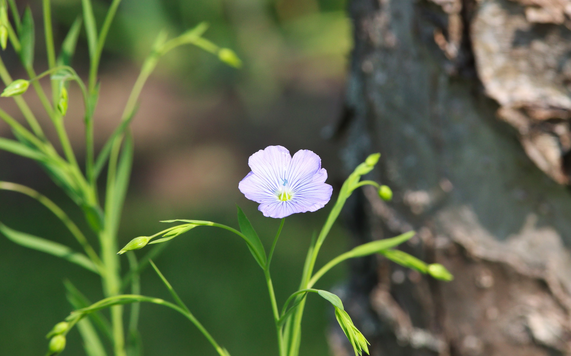 Linum usitatissimum close to a little tree in a garden