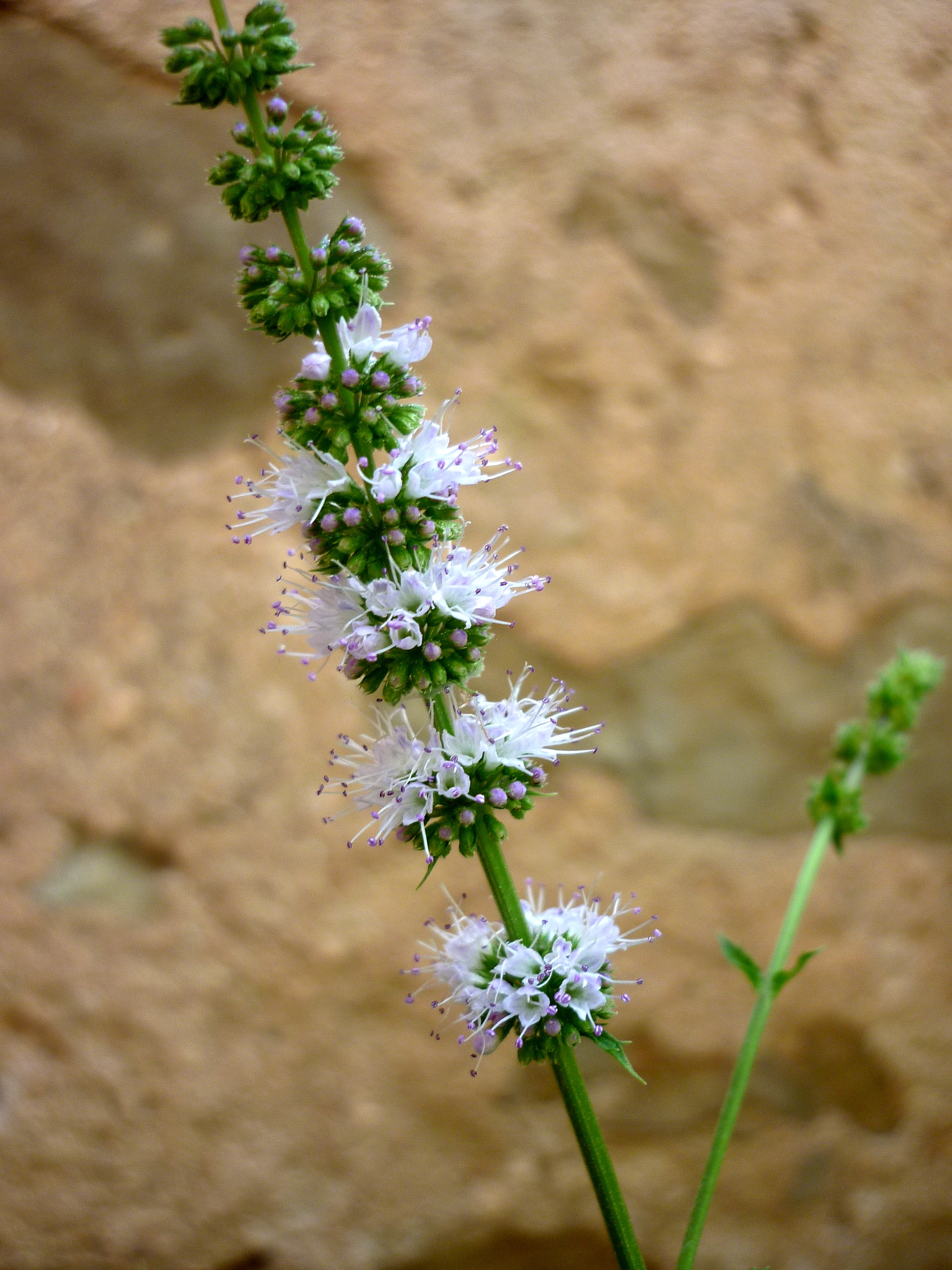 MENTHA SPICATA - TORÀ - IB-819 (Menta)
