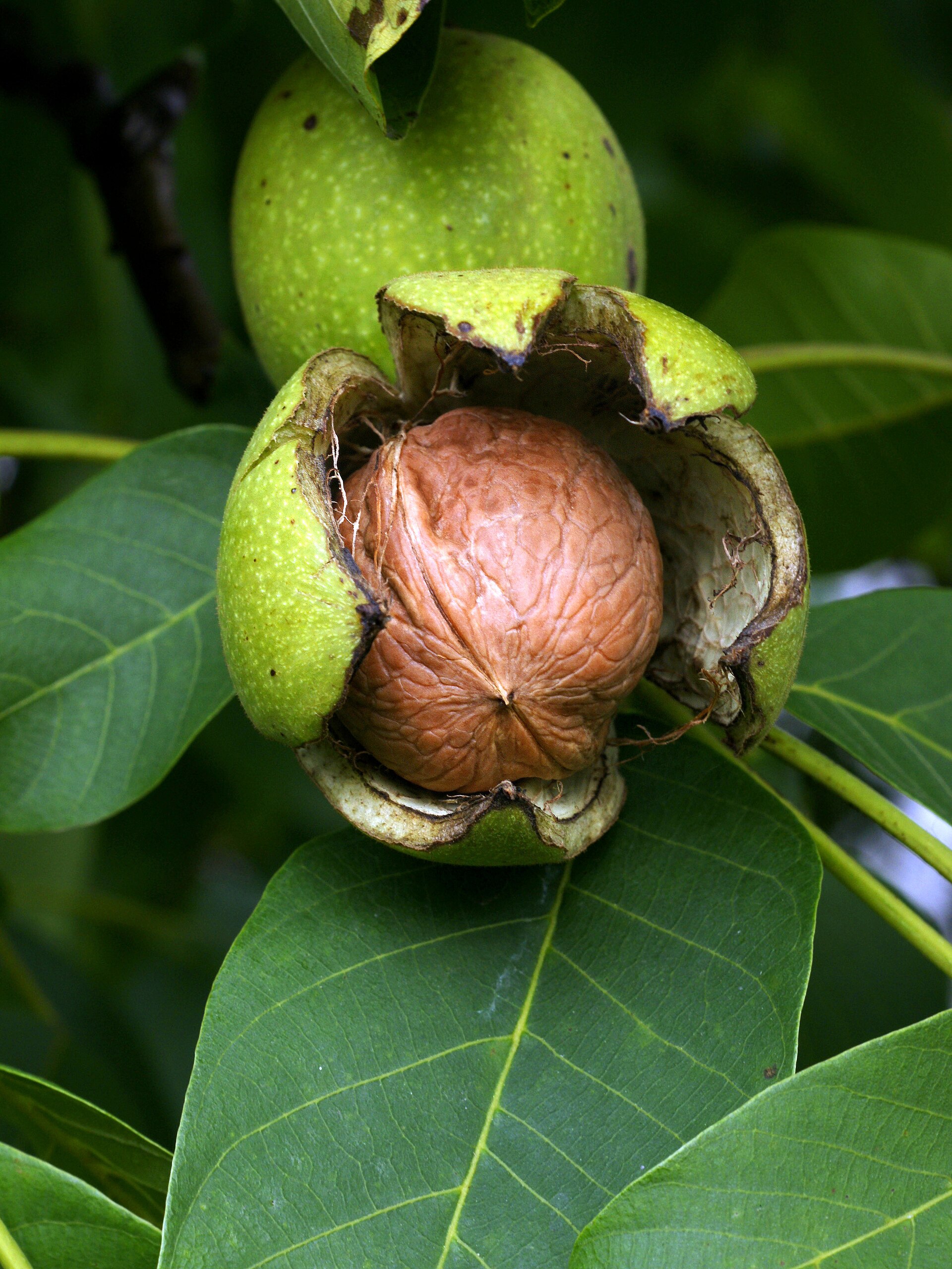 Noce da frutto