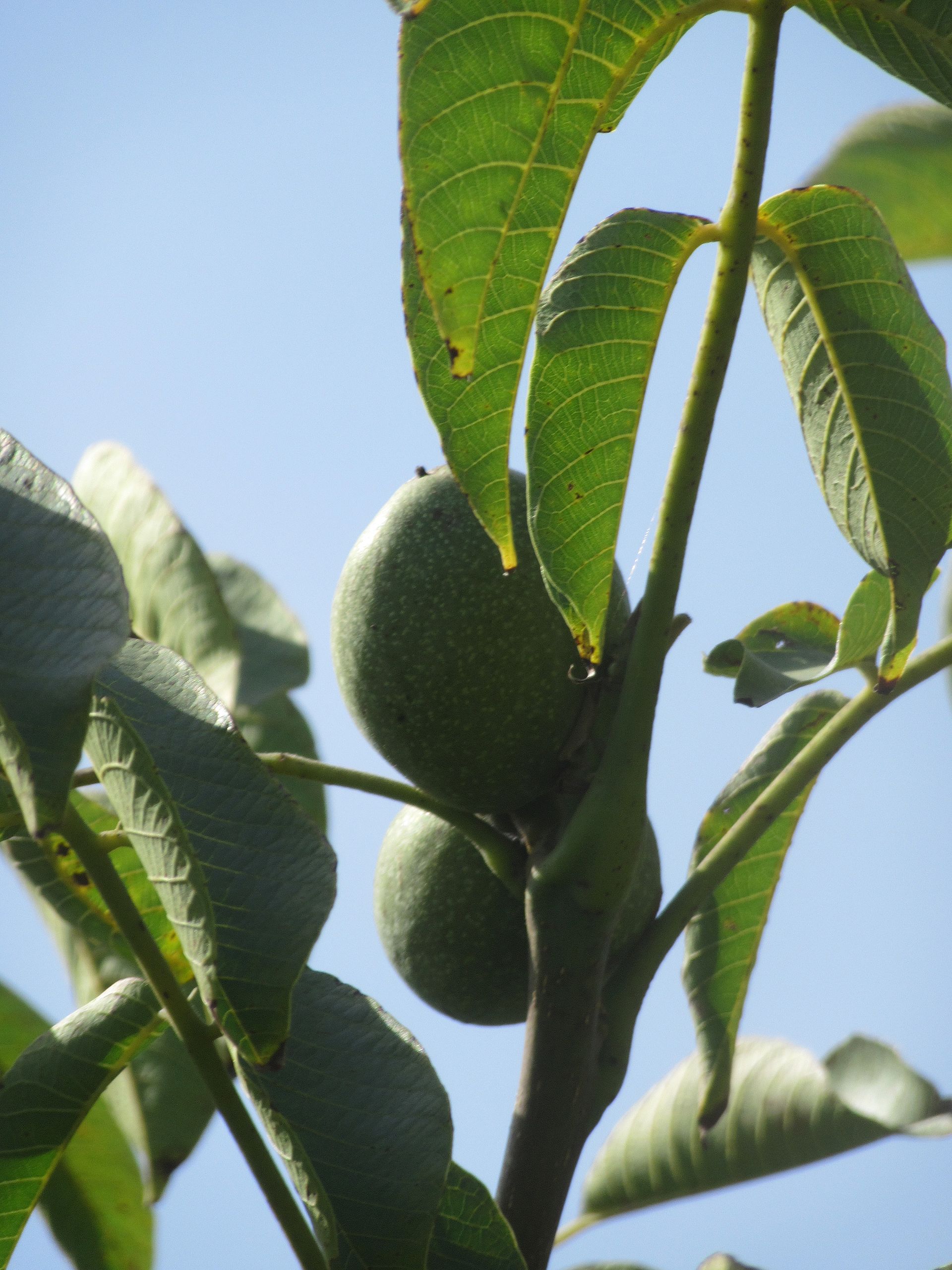 Rome, Villa dei Quintili, Orto Botanico (Juglans regia - Noce dei Trocchi) - WMI-mAppiaM 2016 - gIMG 2106
