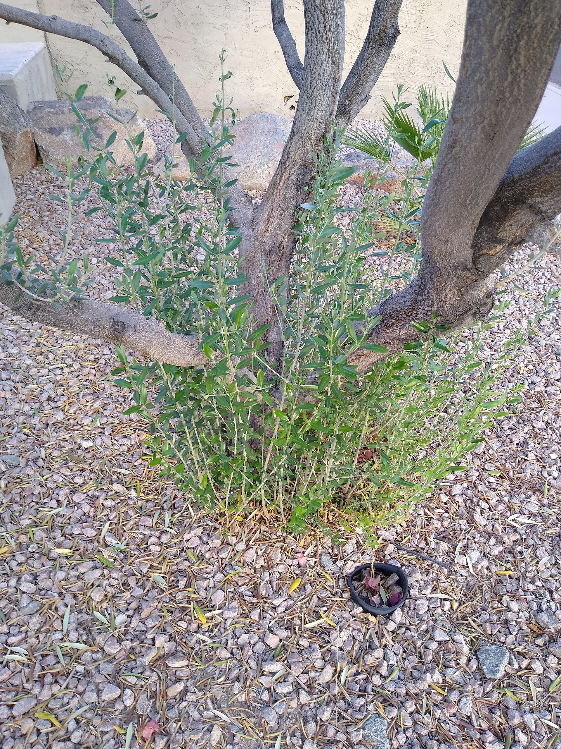 Olea europaea (base of tree)