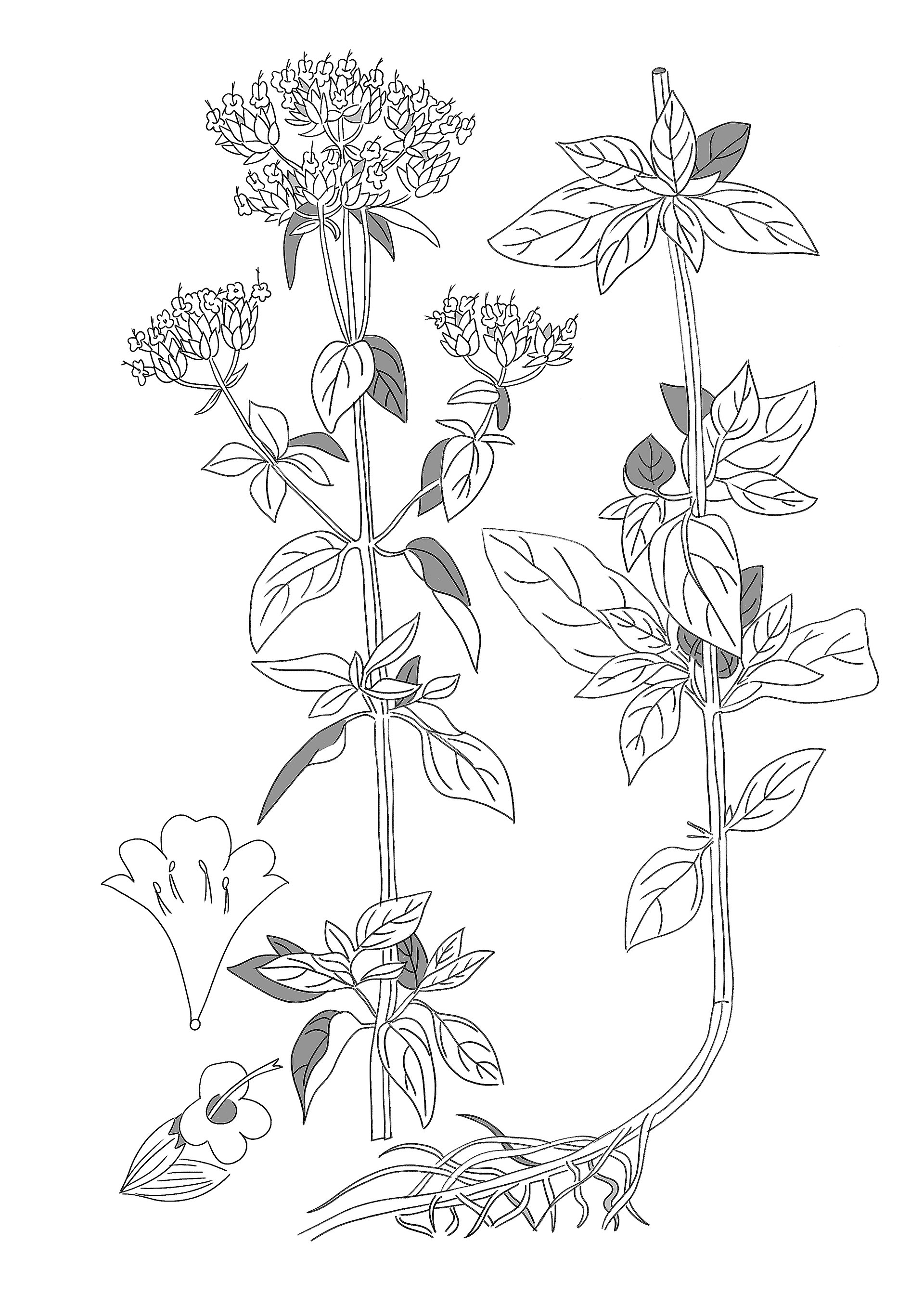 Origano