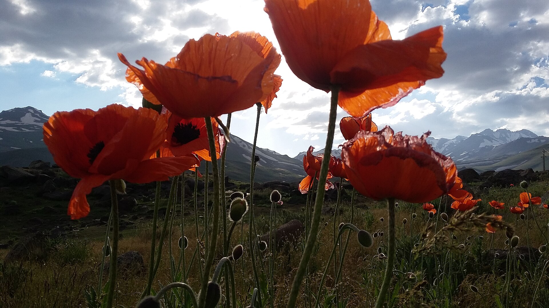 Papaver Rhoeas Far-gh 01