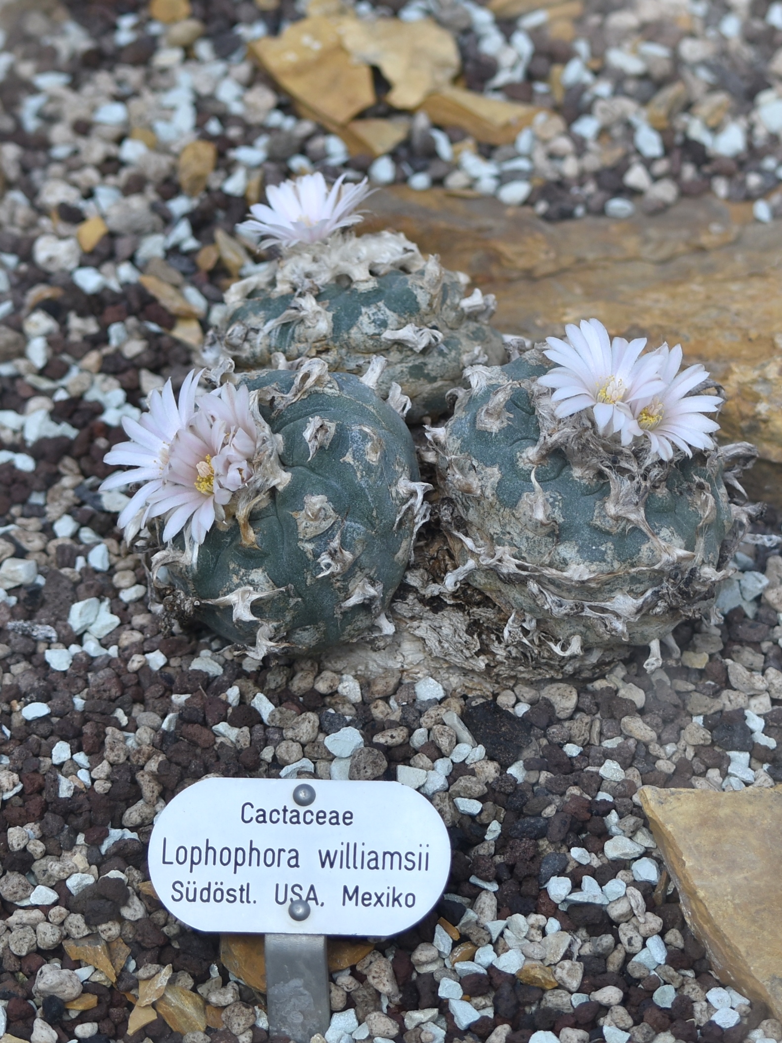 Cactaceae Lophophora williamsii 2