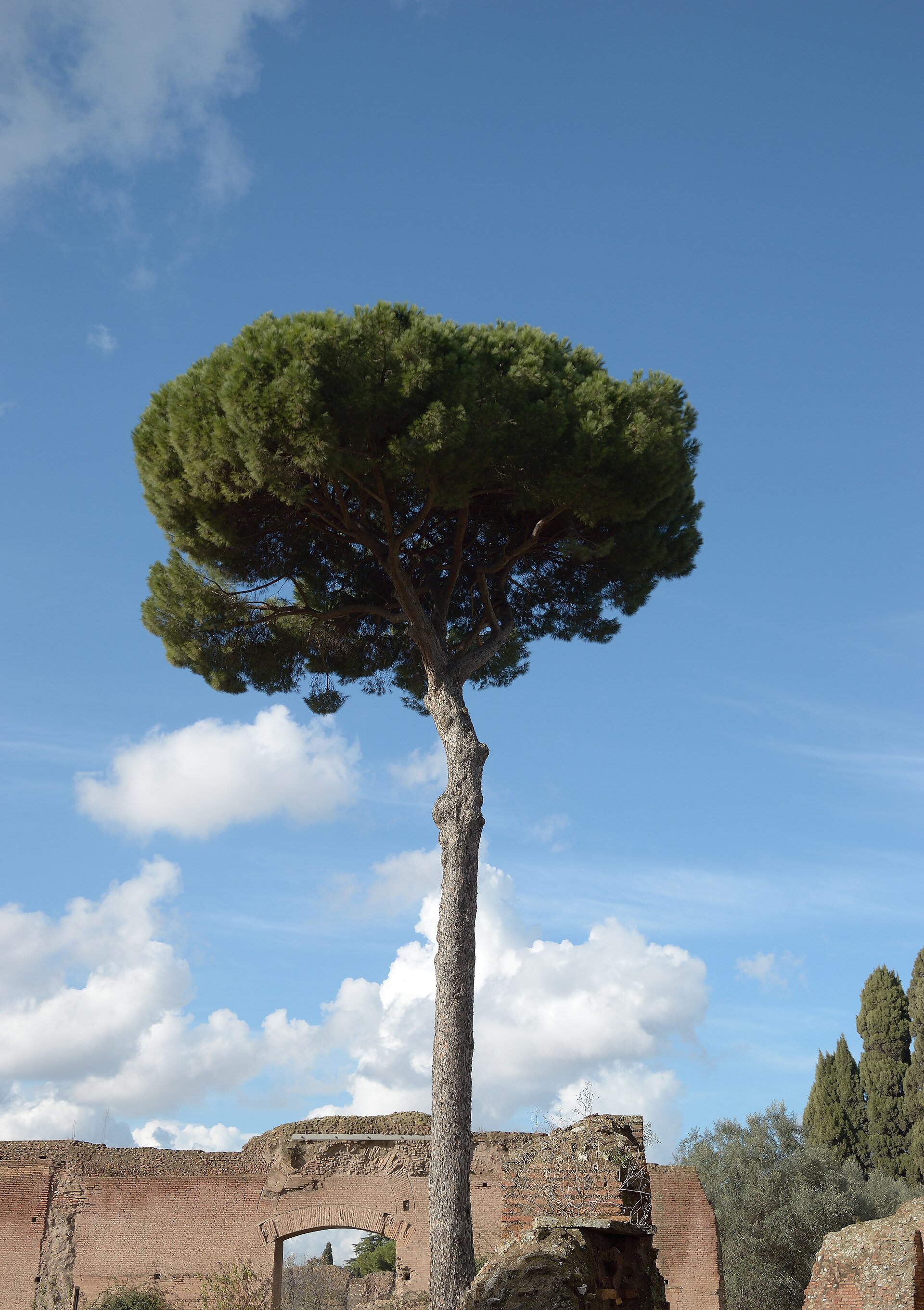 Pinoli