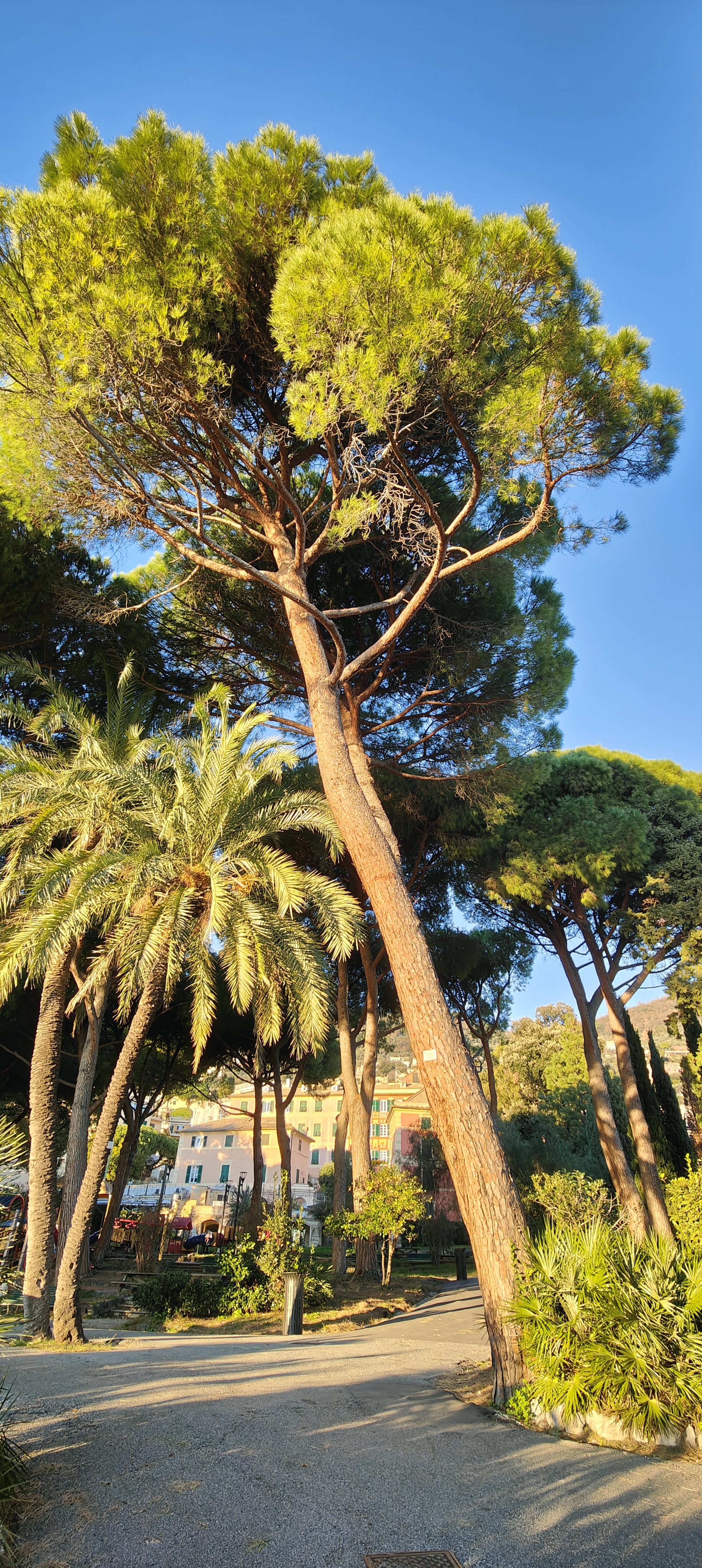 Pinus pinea - "pino domestico"