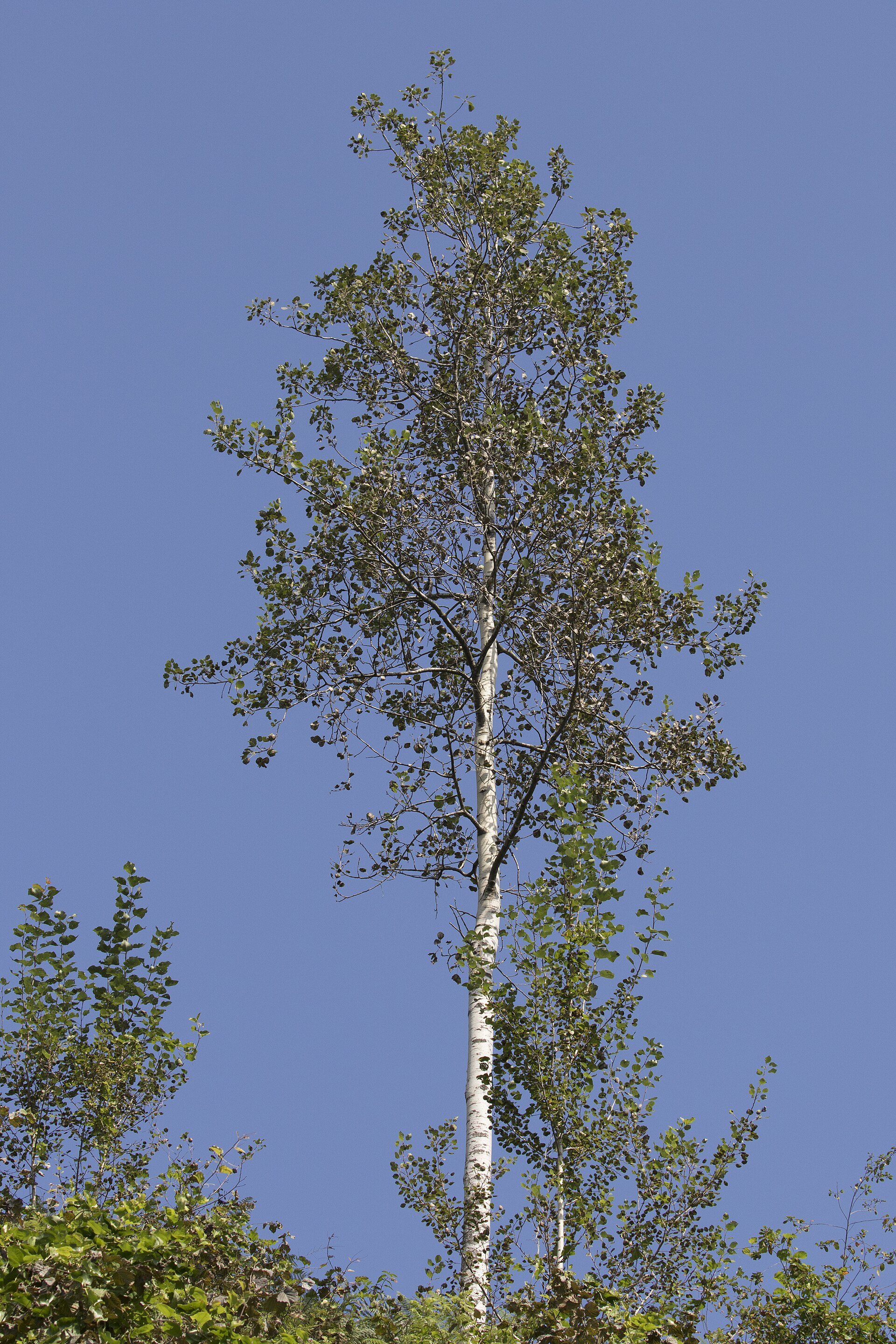 Populus tremula - Eurasian Aspen, Giresun 2016 01-2