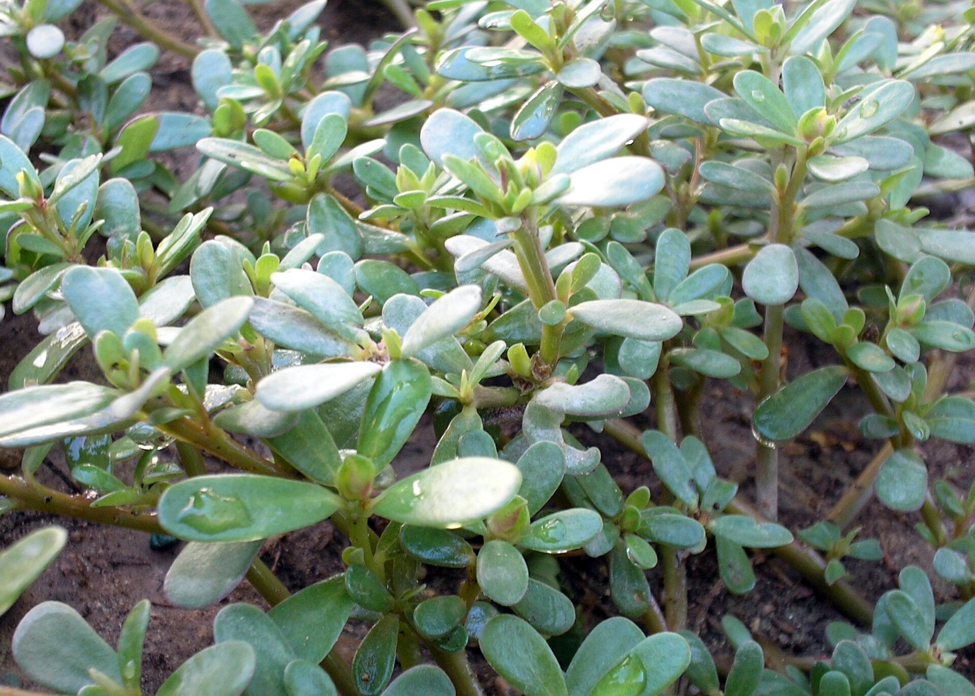 Portulaca