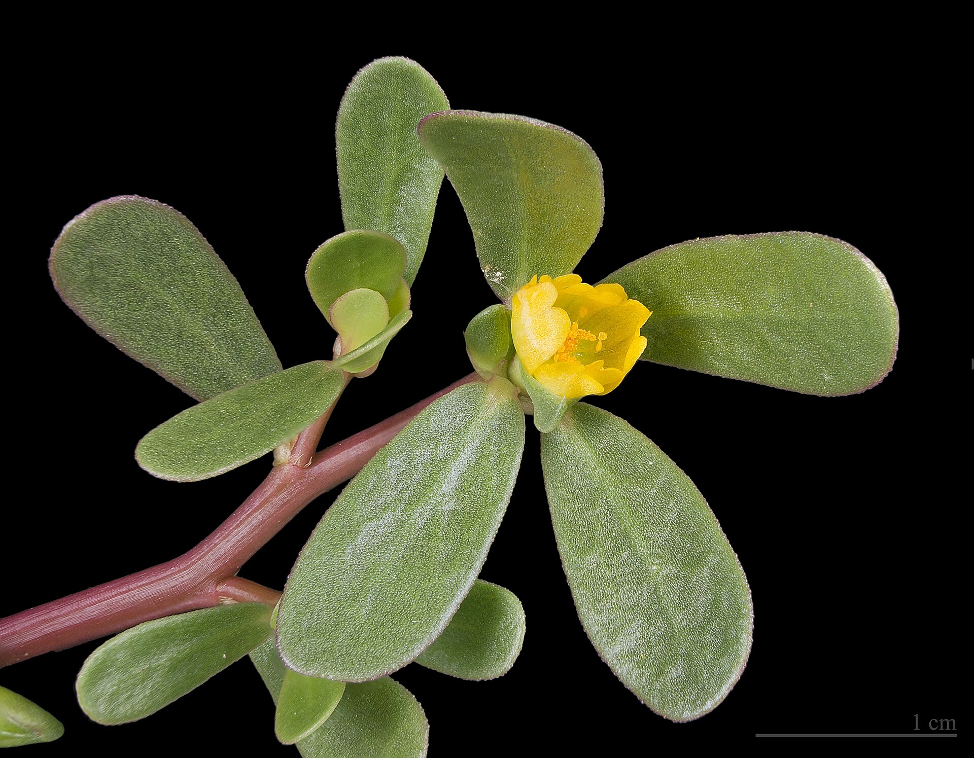 Portulaca oleracea MHNT