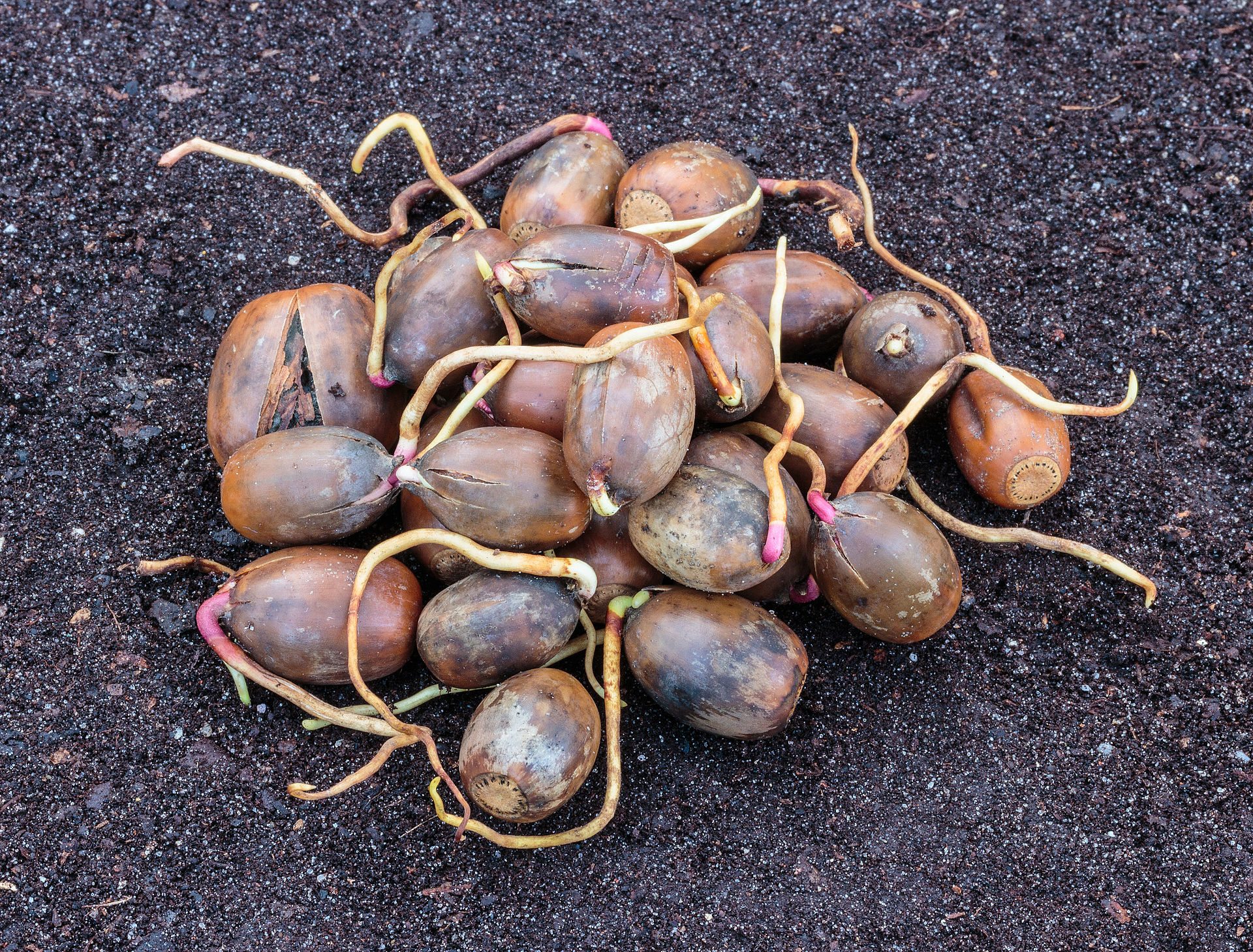 Quercia