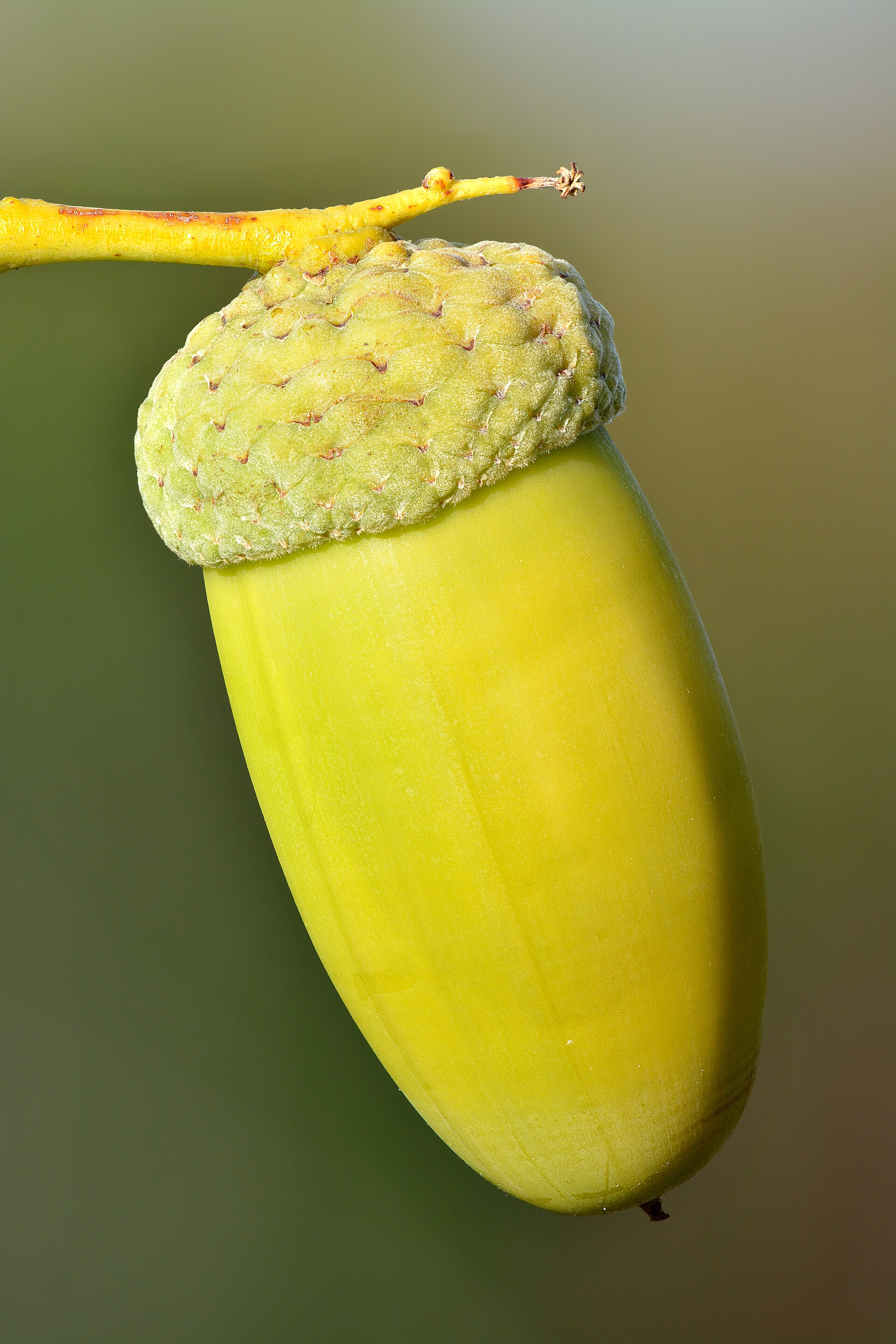 Quercus robur acorn - Keila