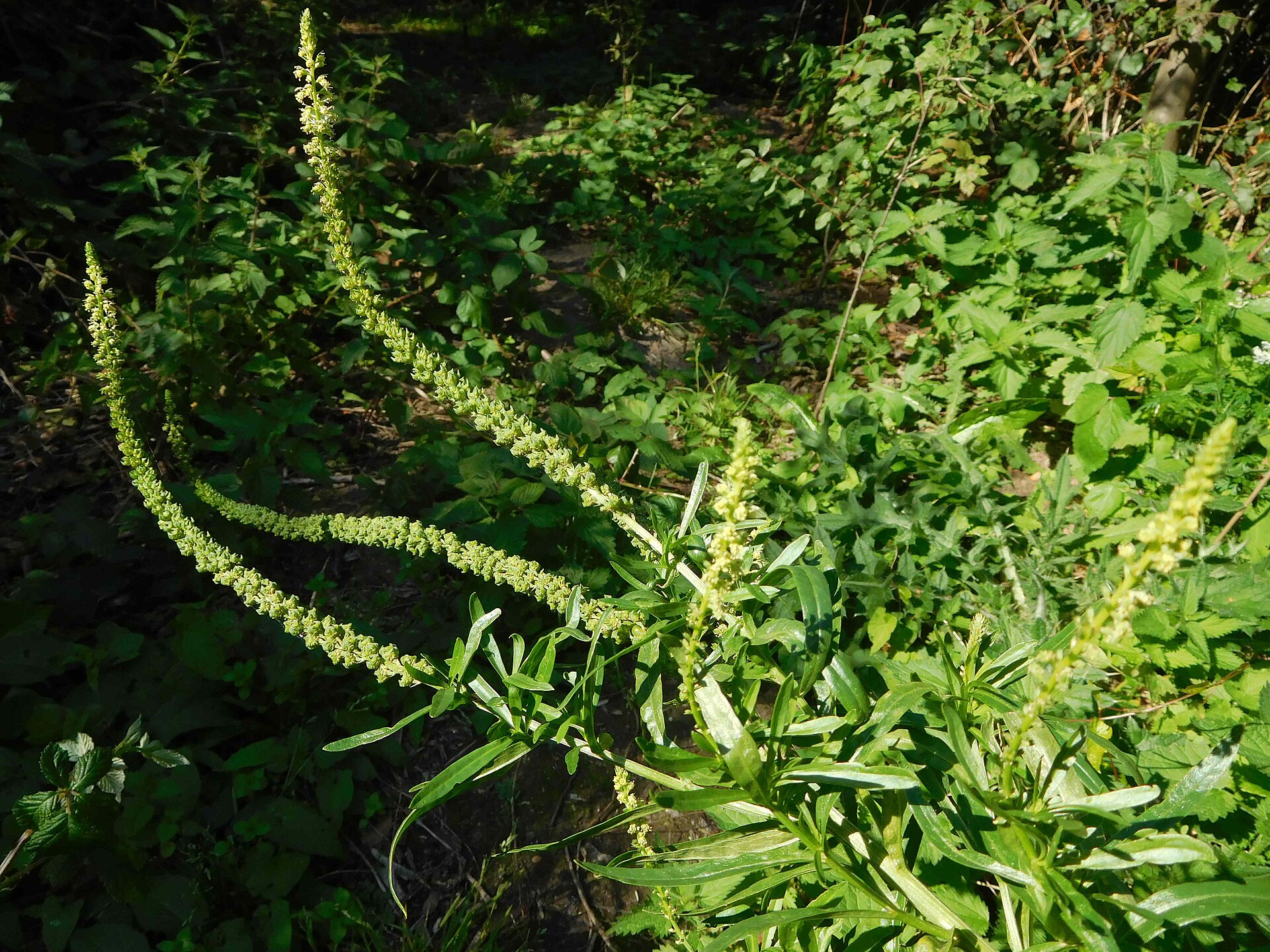 GT Weld or Dyer's Rocket, Reseda luteola on disturbed bank