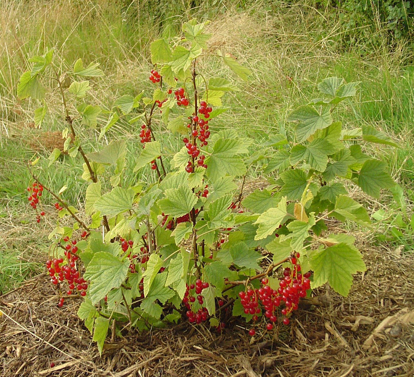 Ribes rosso