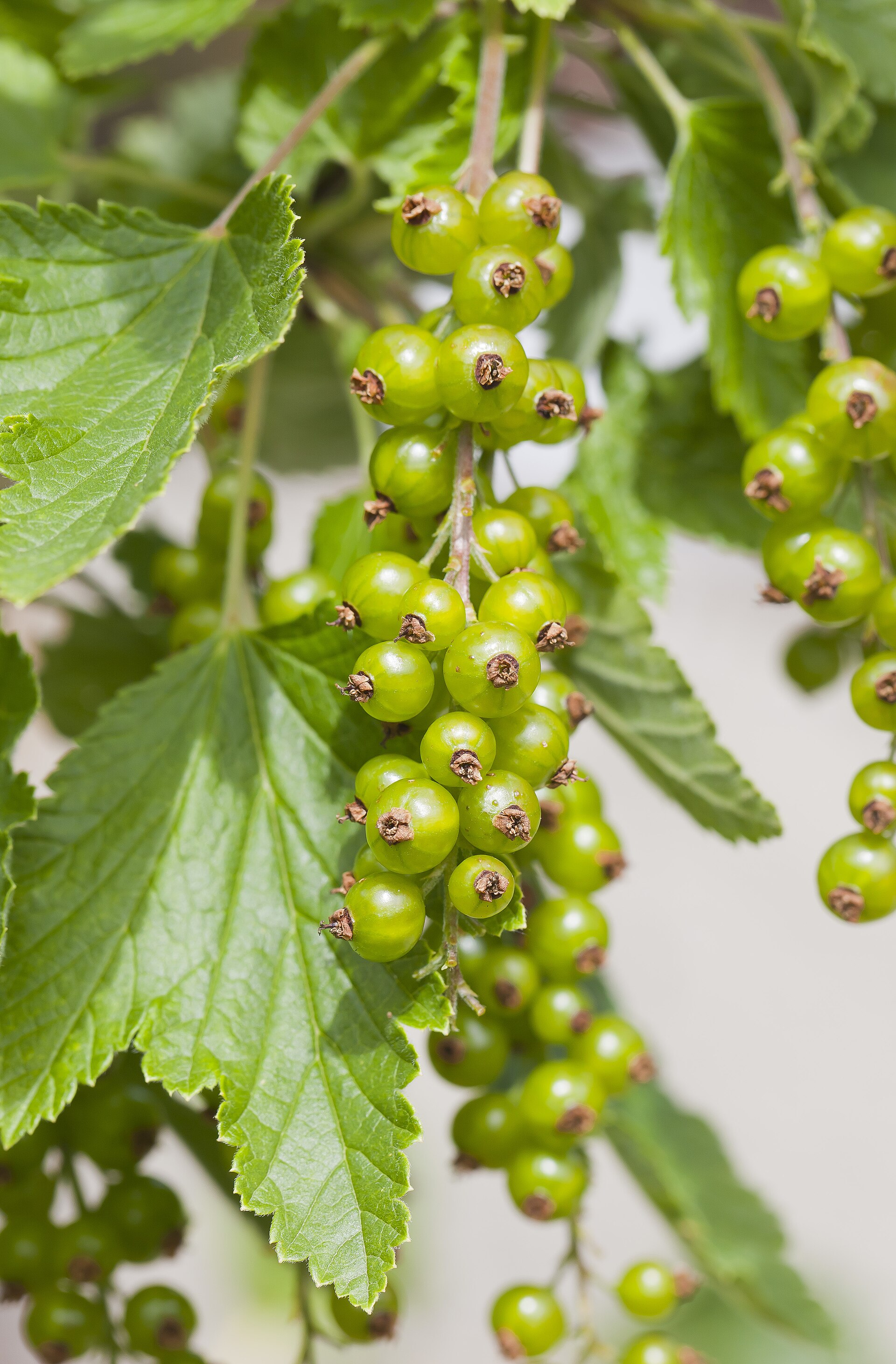 Grosello rojo (Ribes rubrum), Múnich, Alemania, 2012-06-07, DD 01